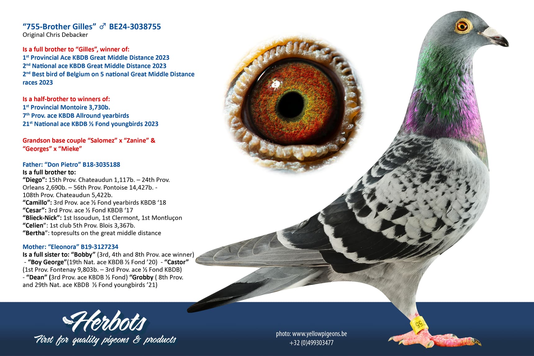 pigeon: undefined