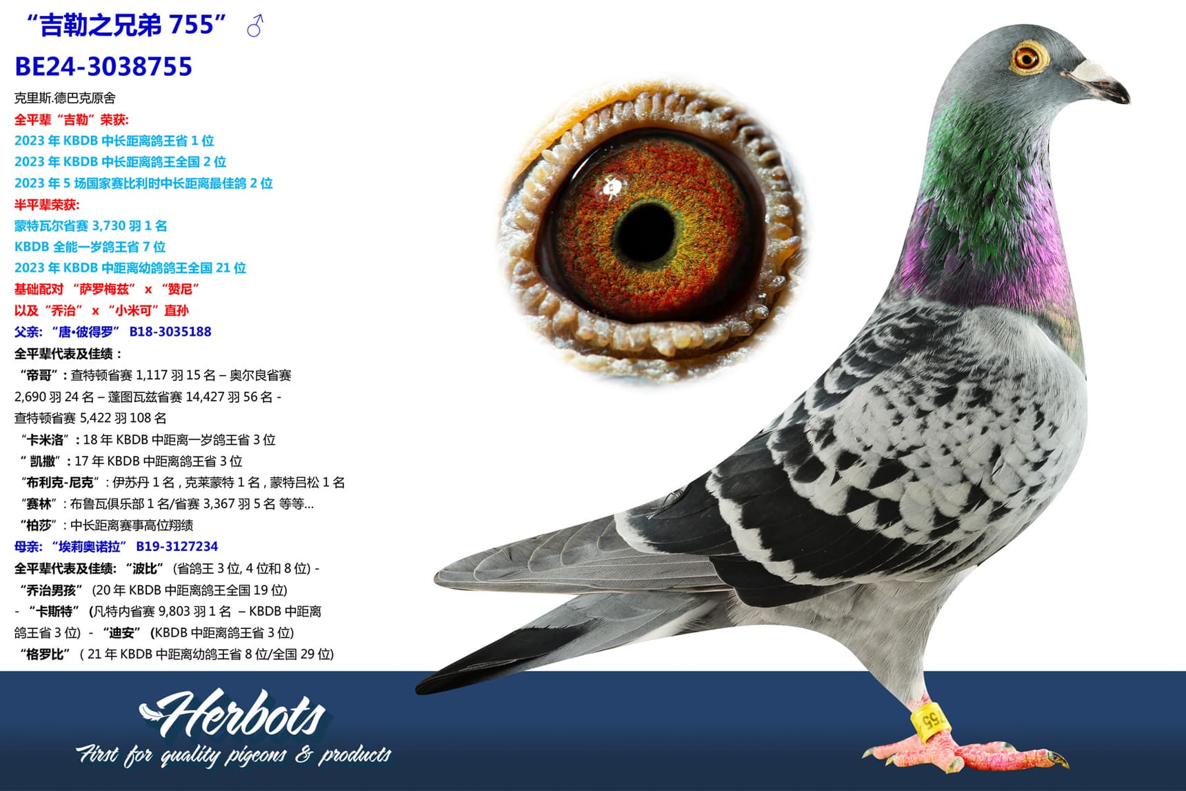 pigeon: undefined