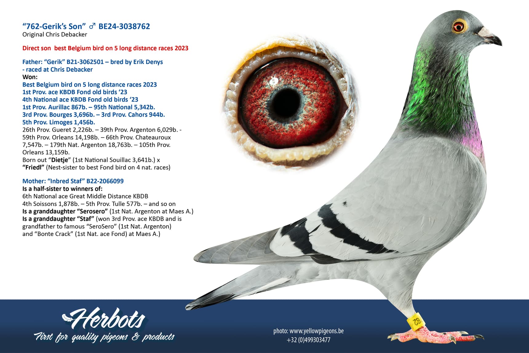 pigeon: undefined