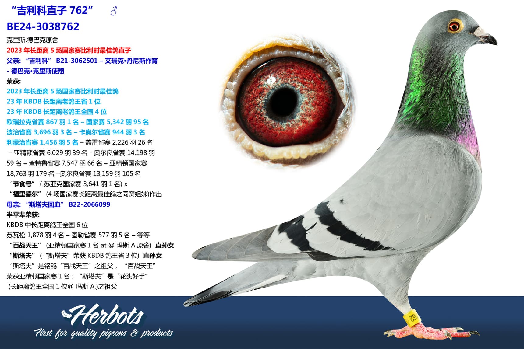 pigeon: undefined