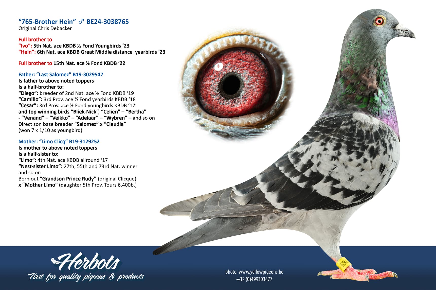 pigeon: undefined