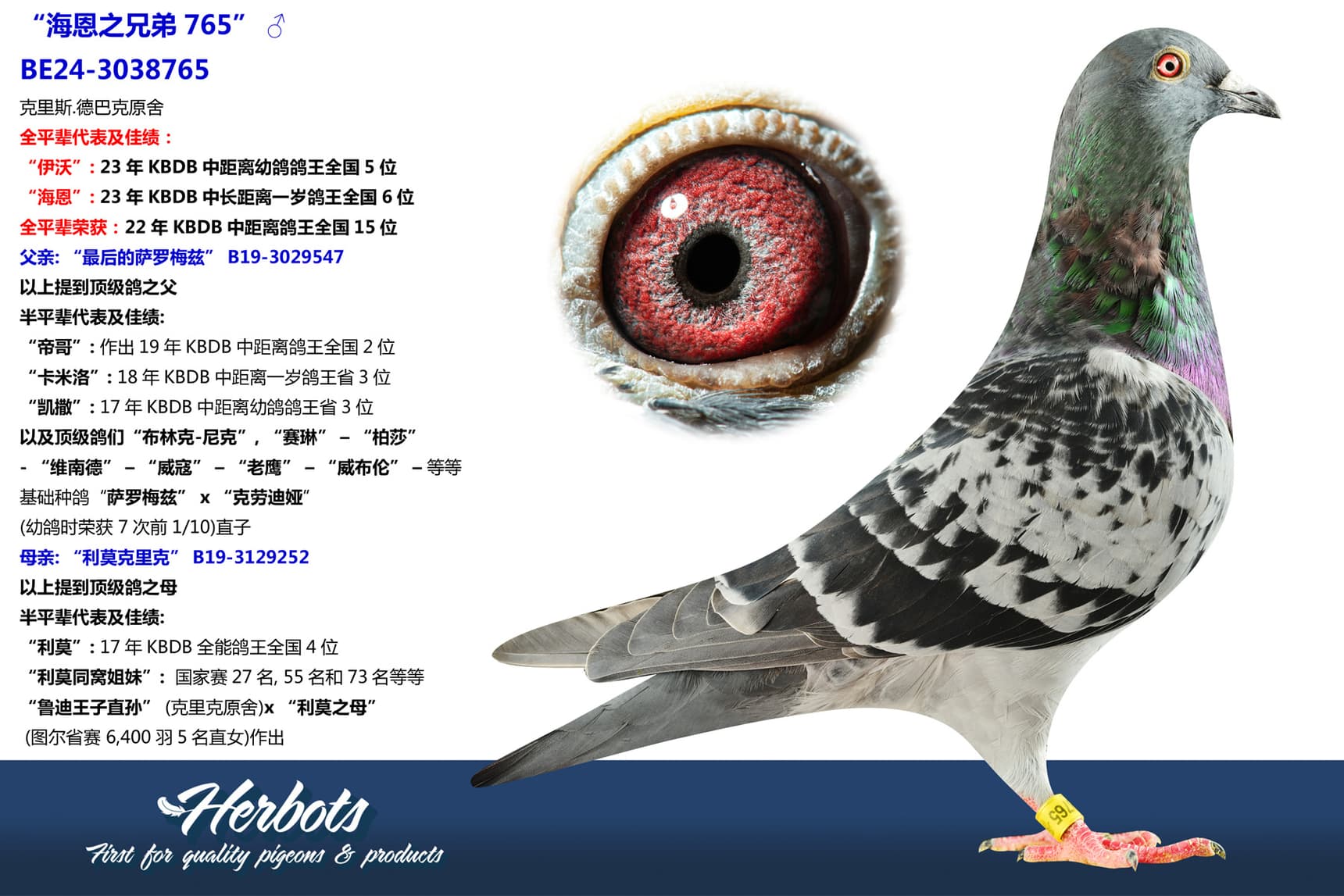 pigeon: undefined
