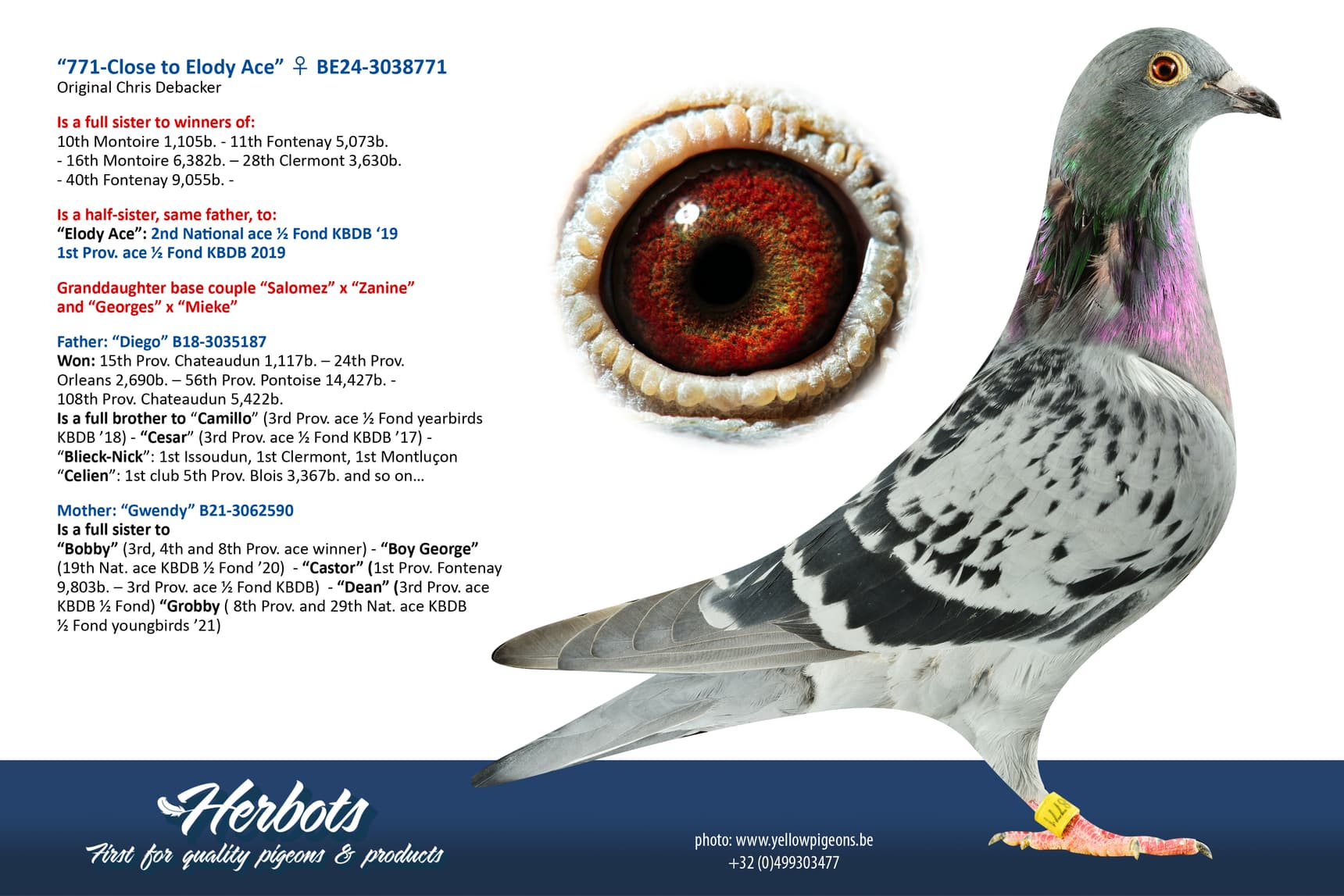 pigeon: undefined