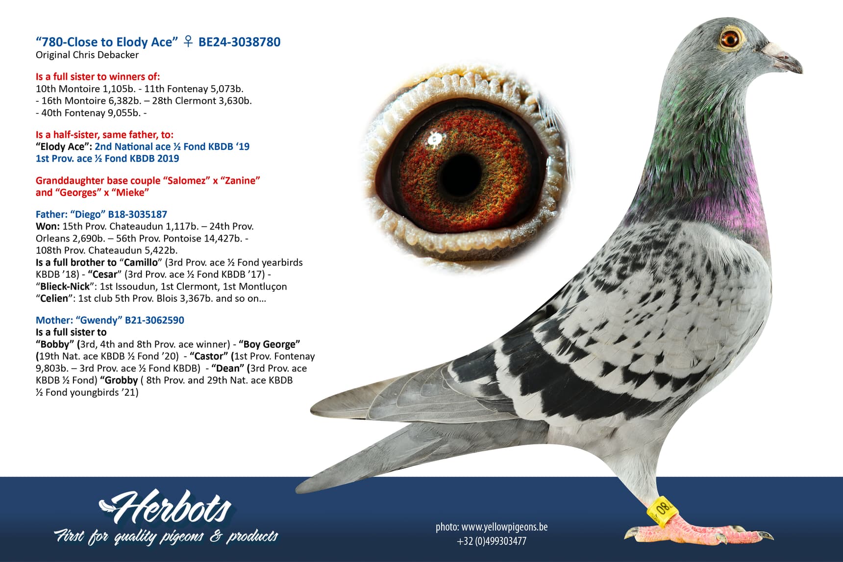 pigeon: undefined