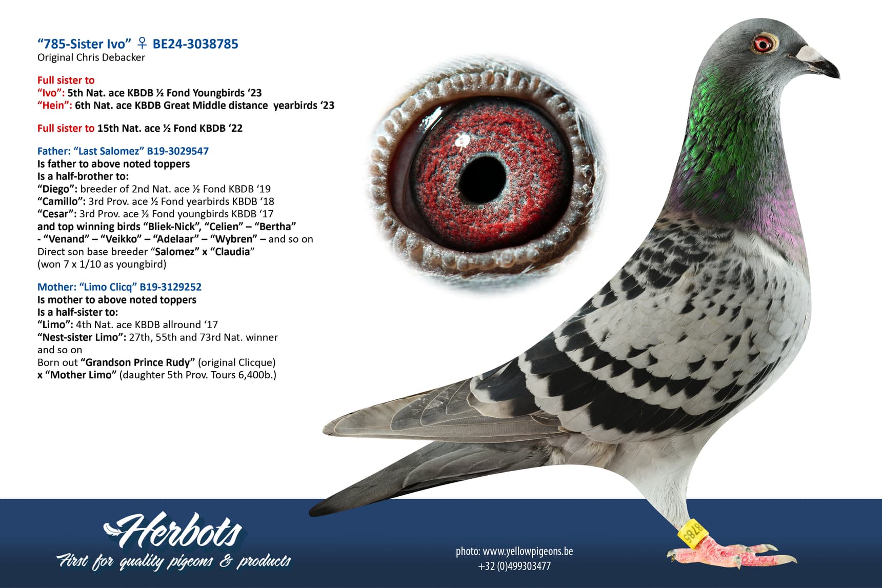 pigeon: undefined