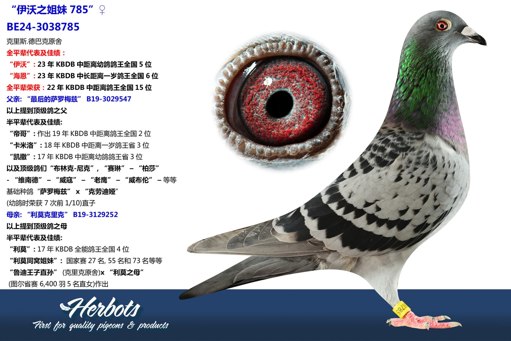 pigeon: undefined