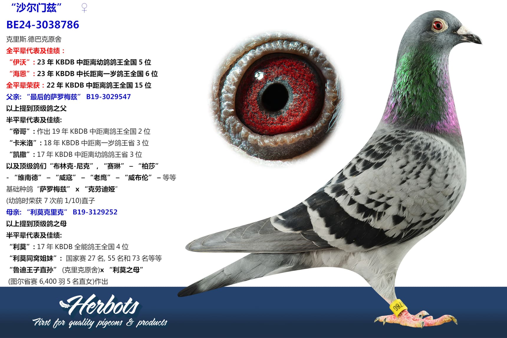 pigeon: undefined