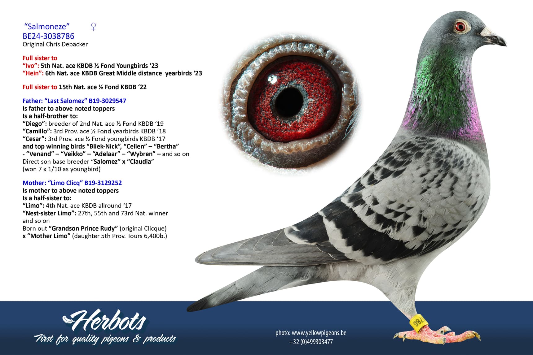 pigeon: undefined
