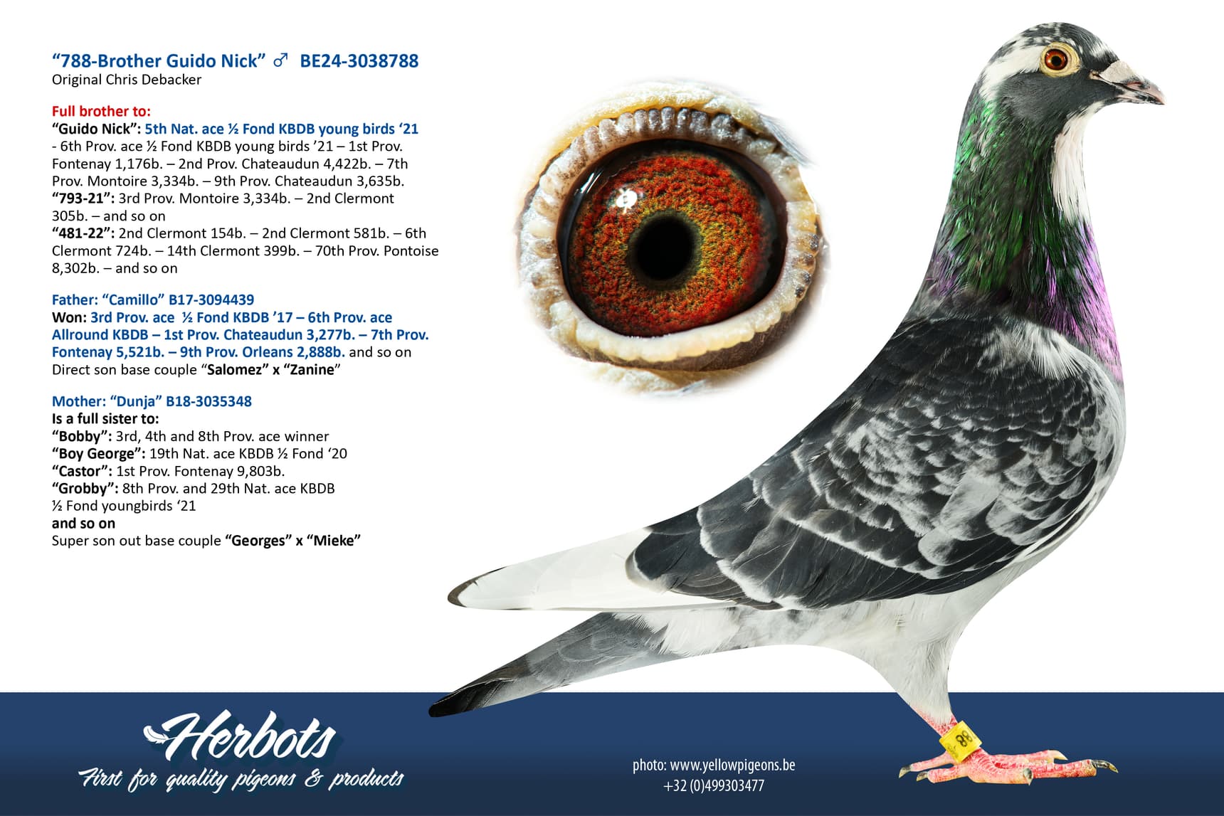 pigeon: undefined