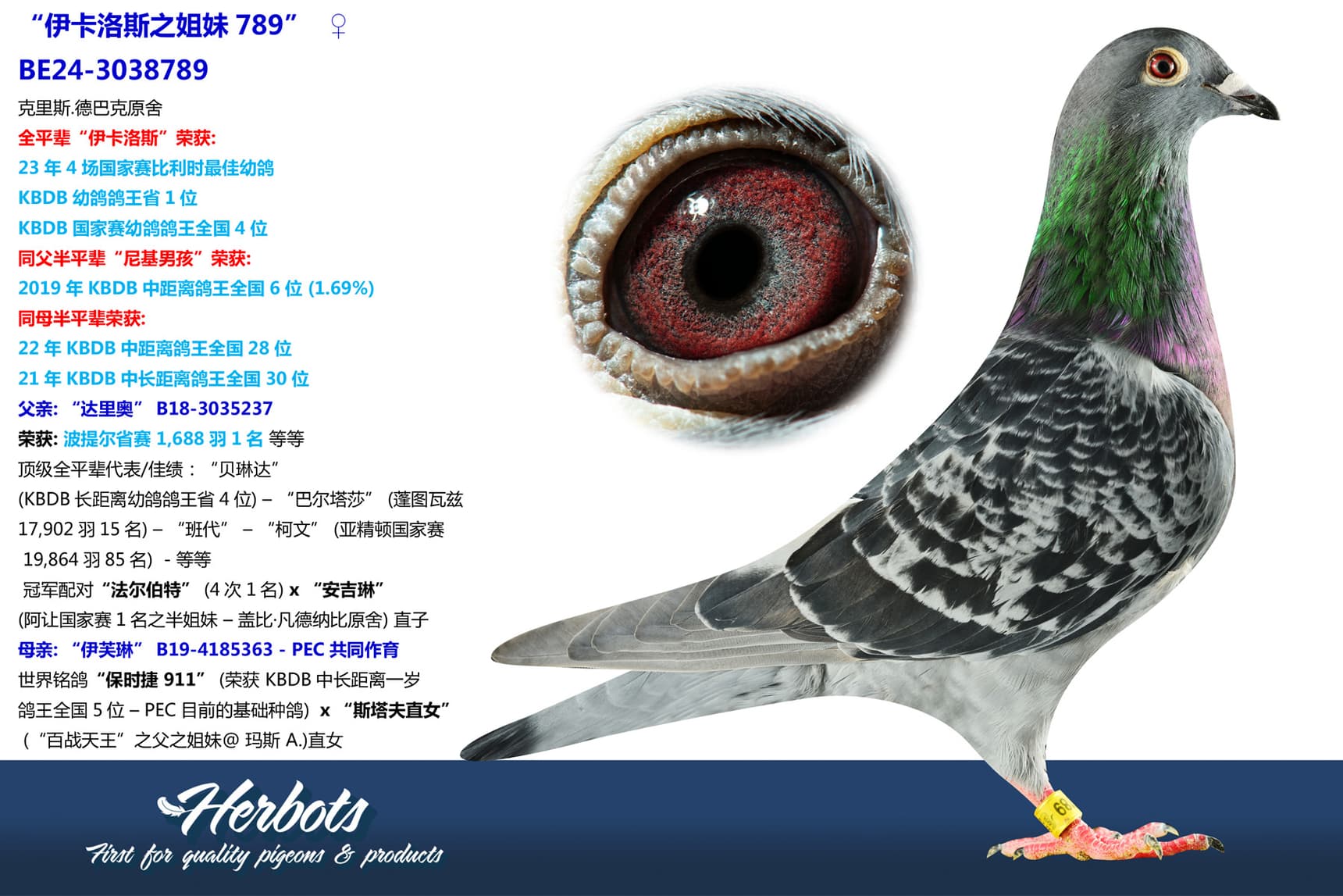pigeon: undefined