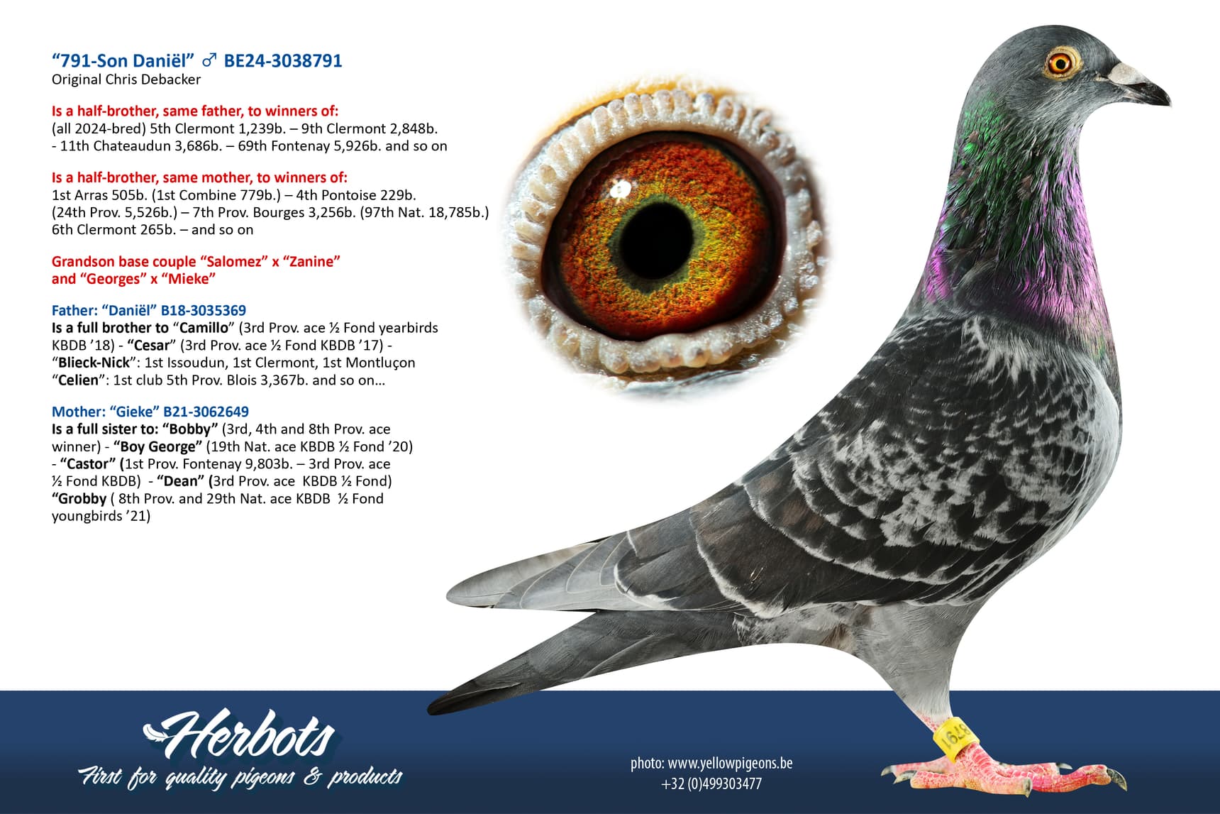 pigeon: undefined