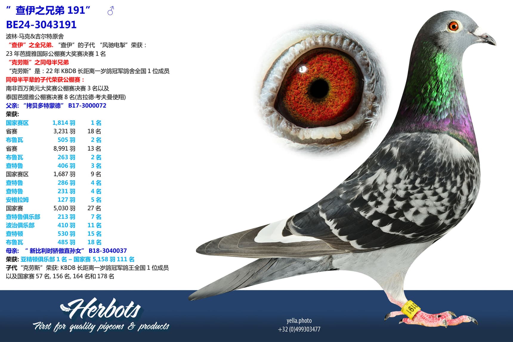 pigeon: undefined