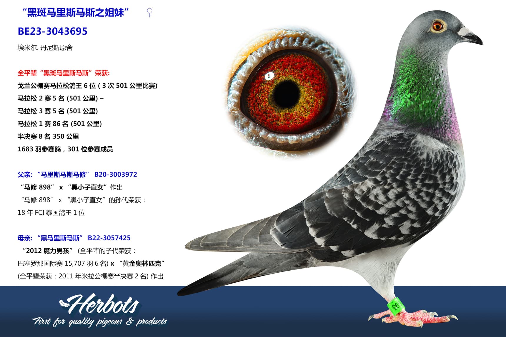 pigeon: undefined