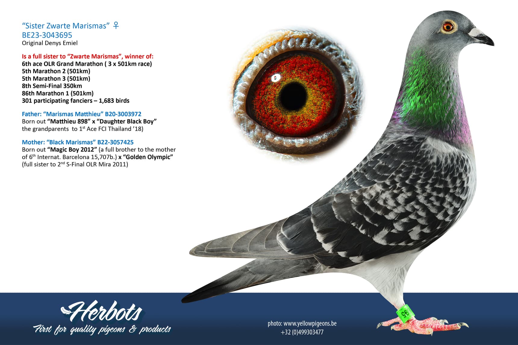 pigeon: undefined