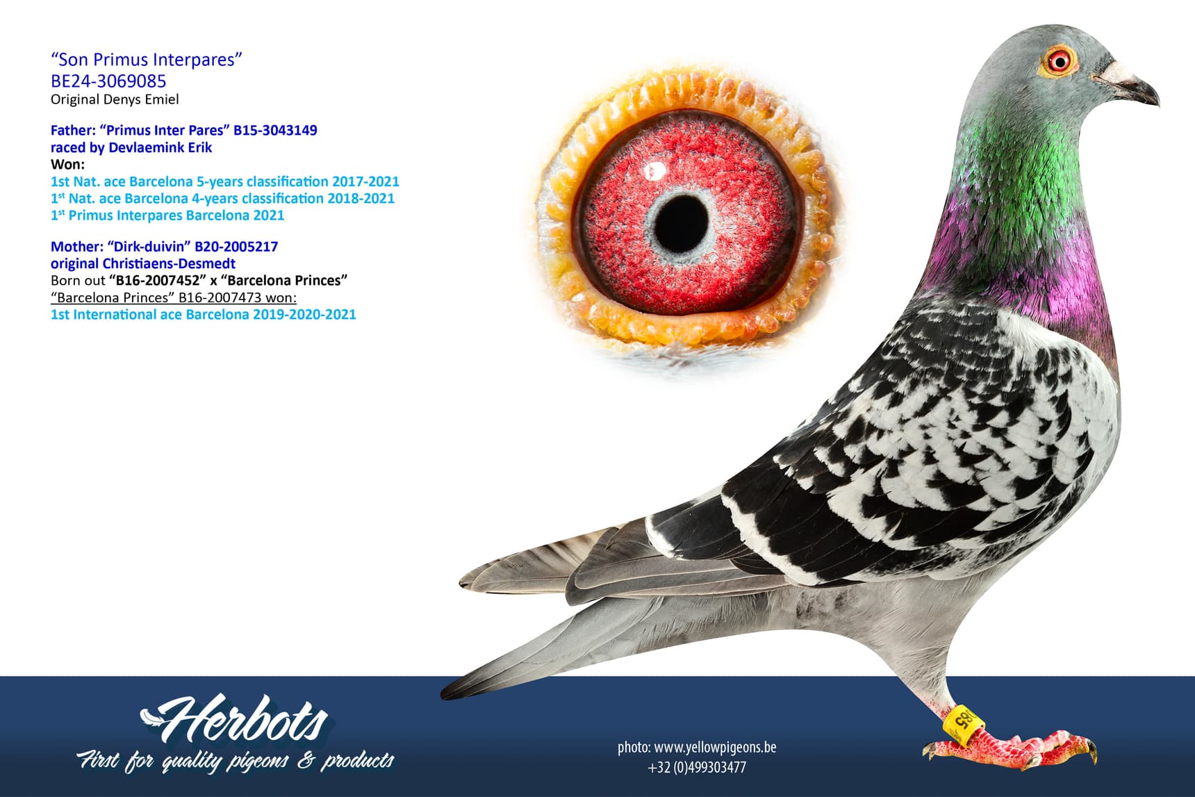 pigeon: undefined