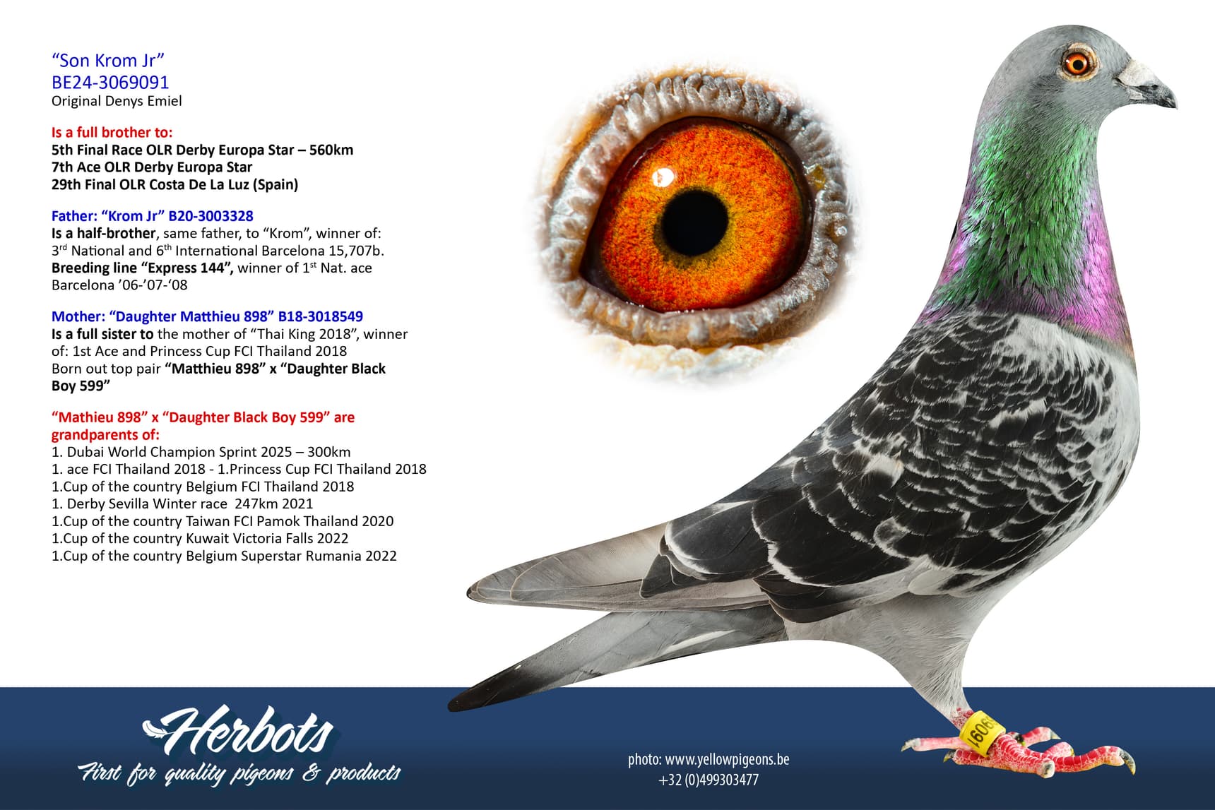pigeon: undefined