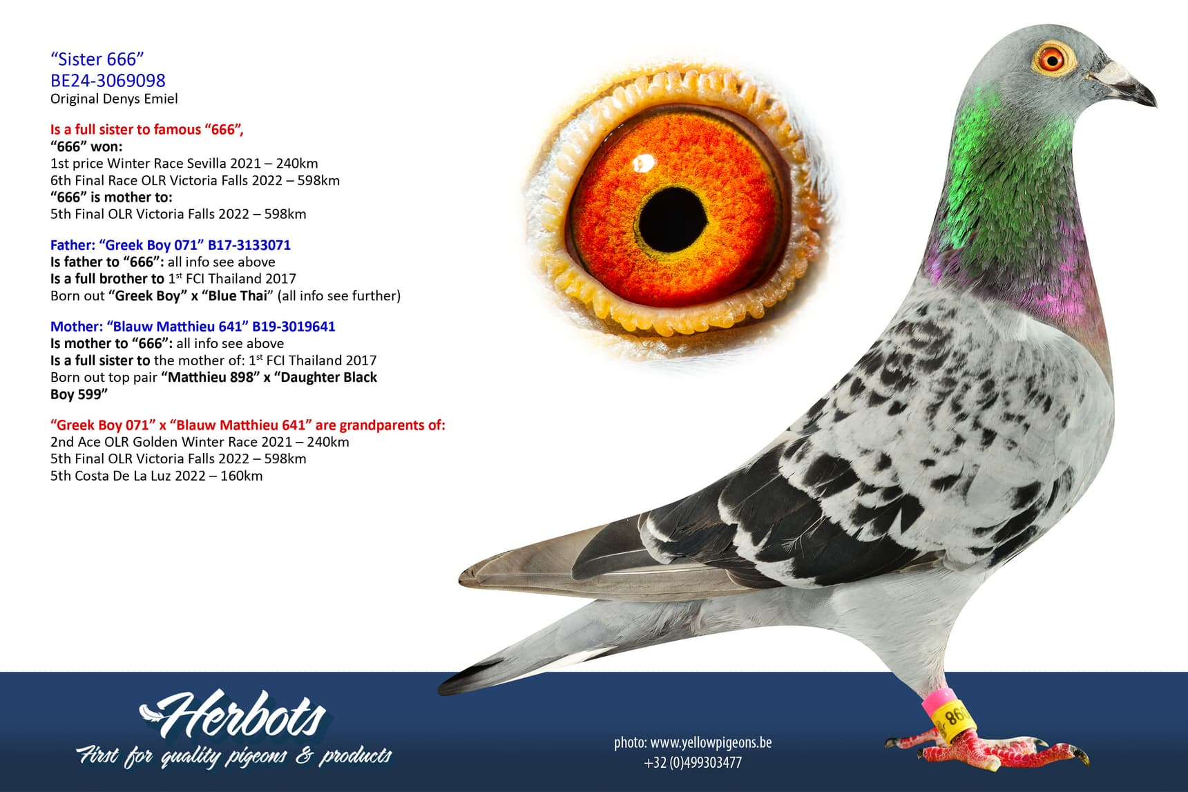 pigeon: undefined