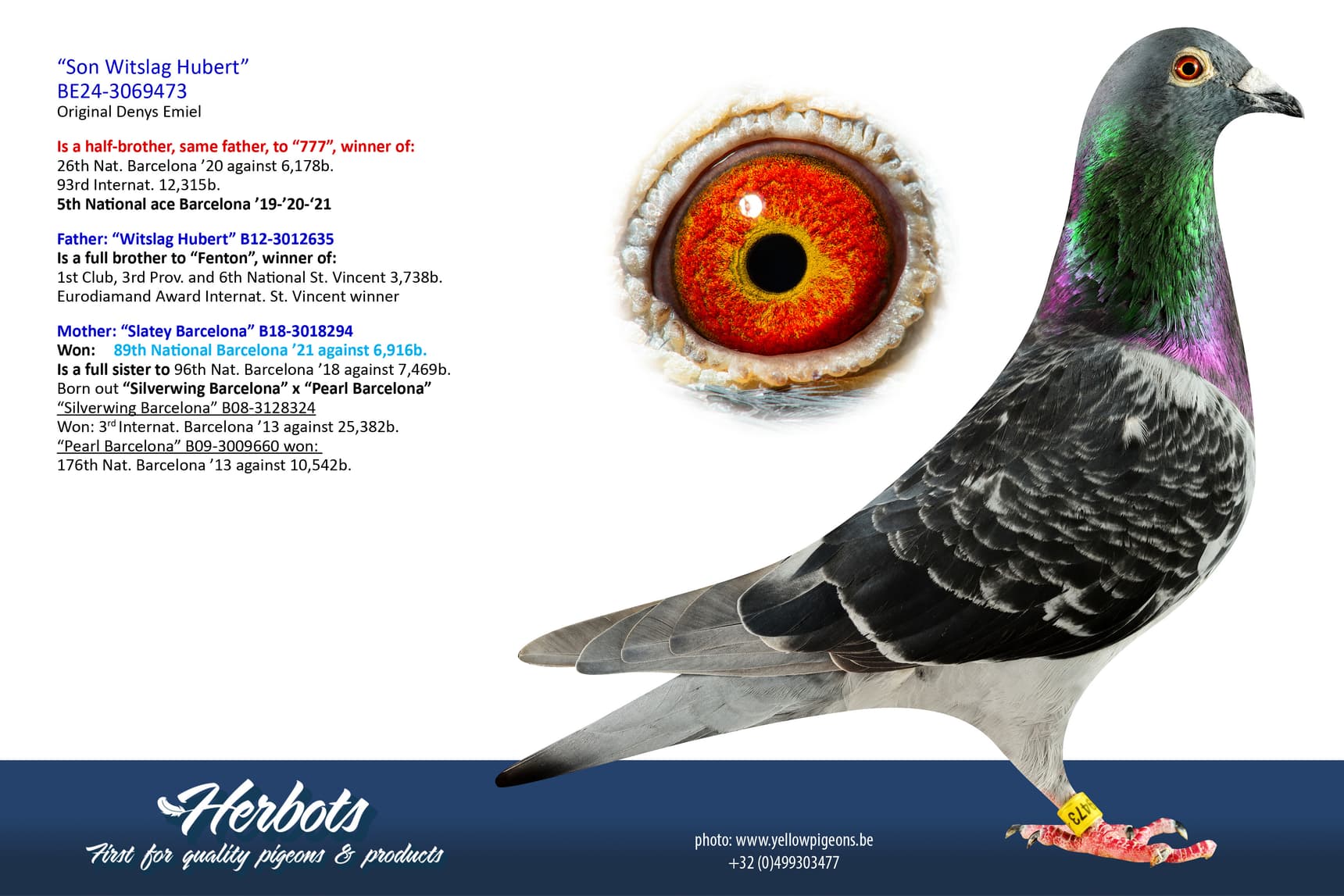pigeon: undefined