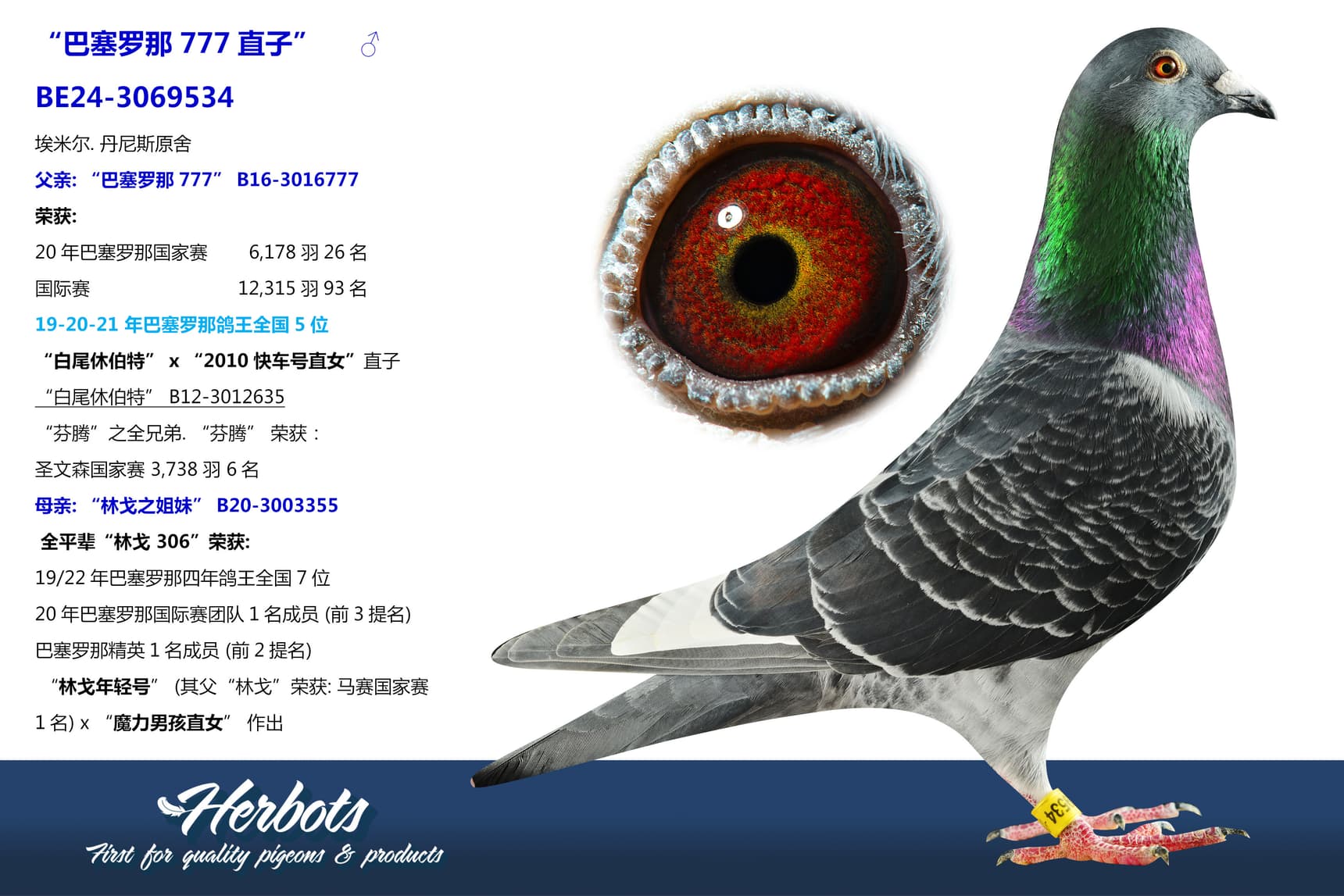 pigeon: undefined