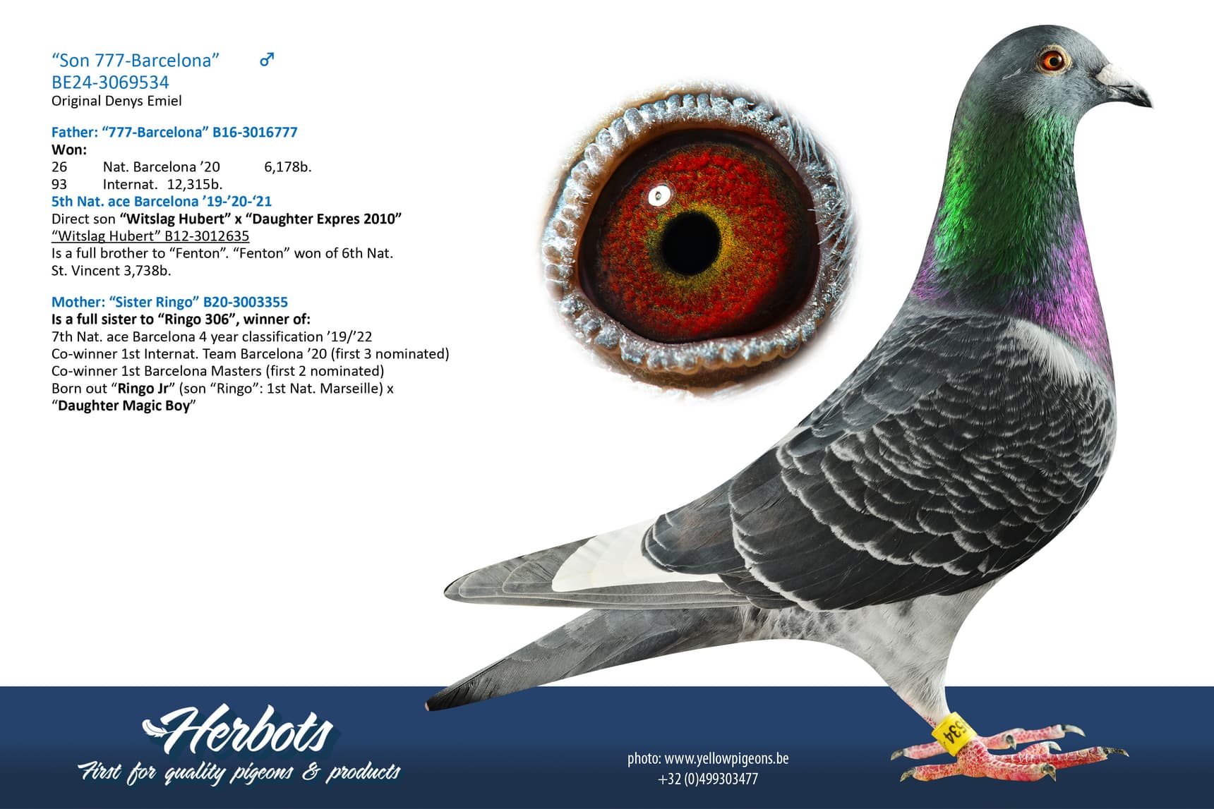 pigeon: undefined