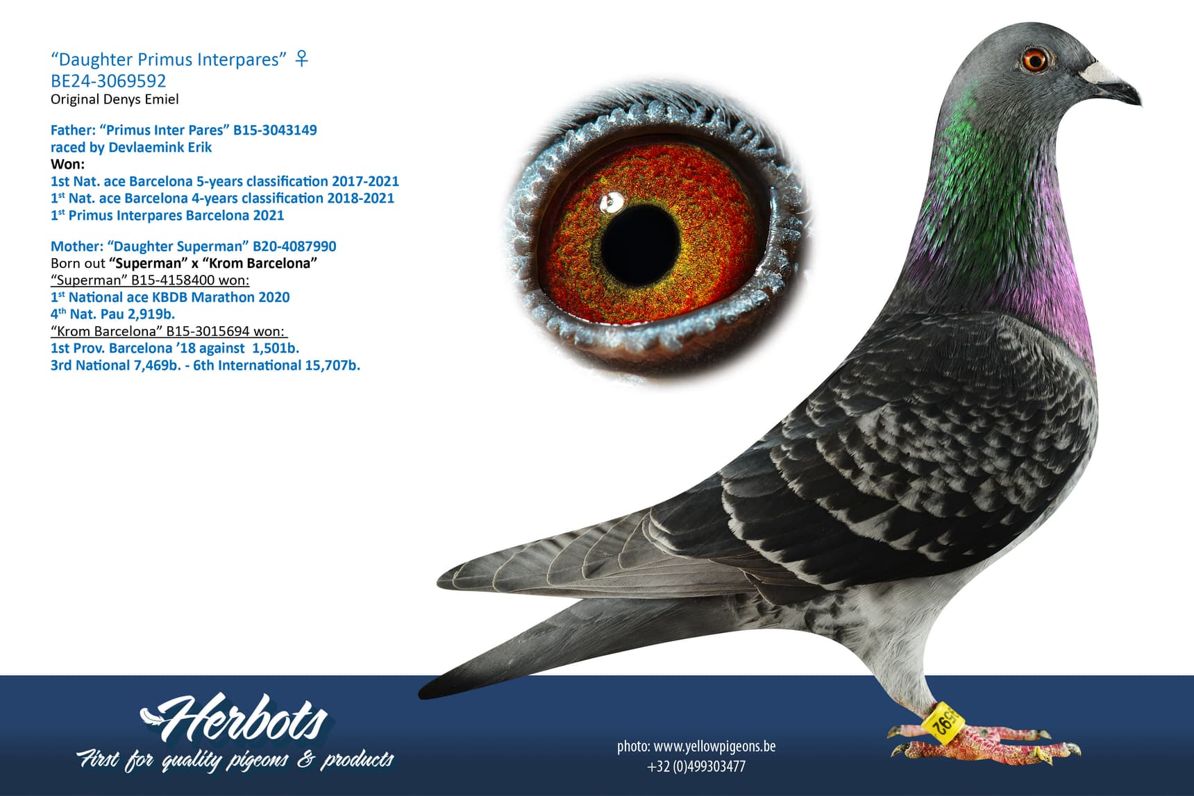 pigeon: undefined