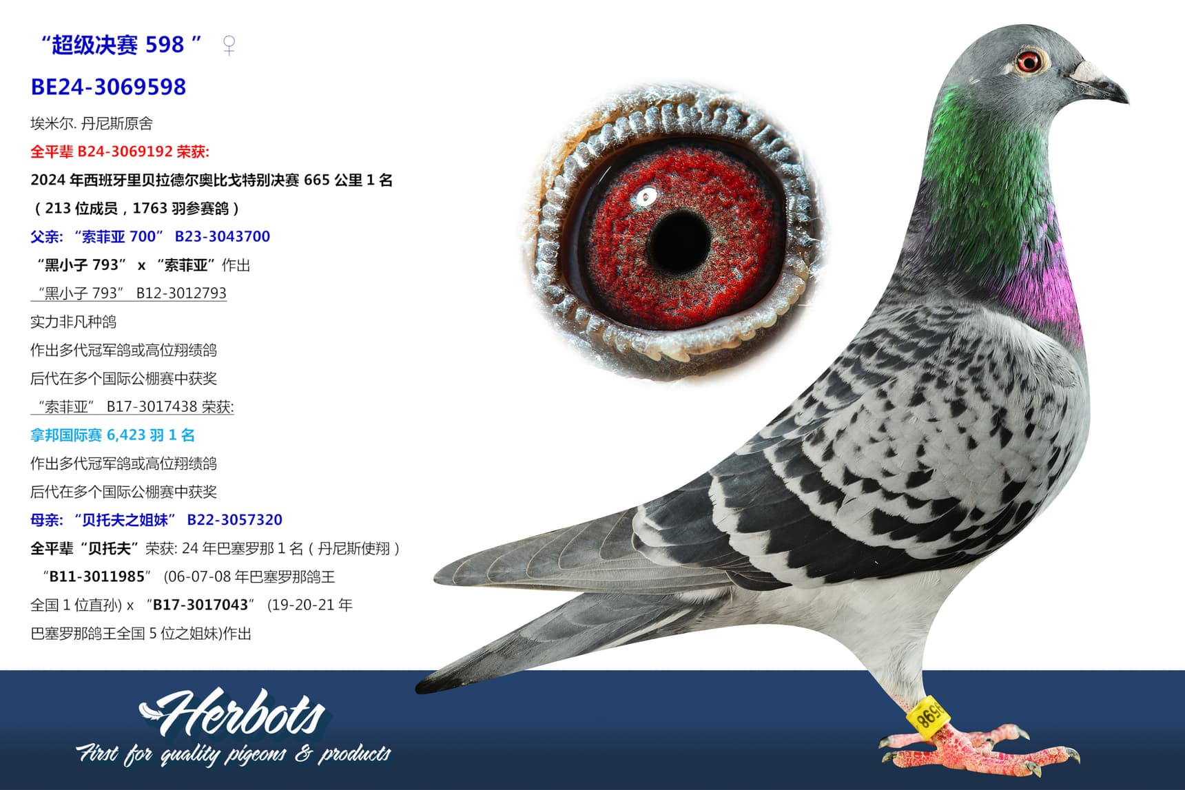 pigeon: undefined