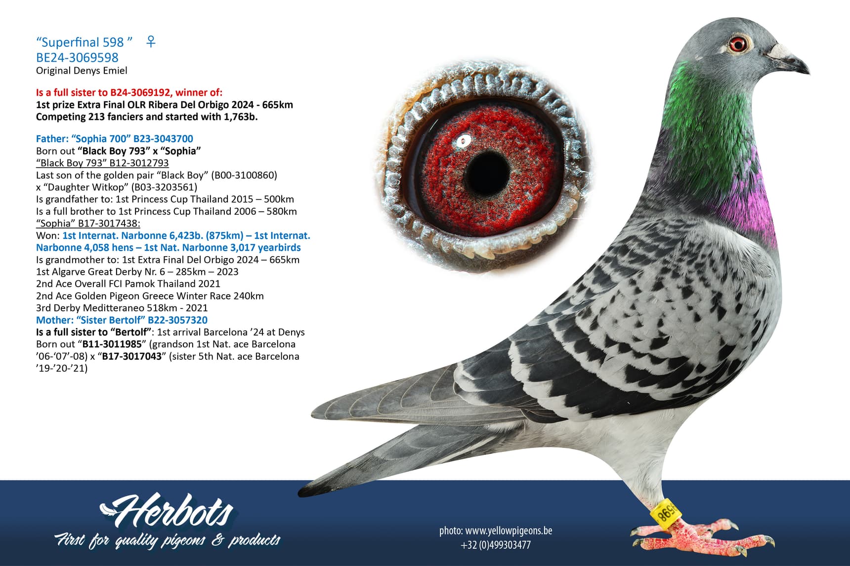 pigeon: undefined
