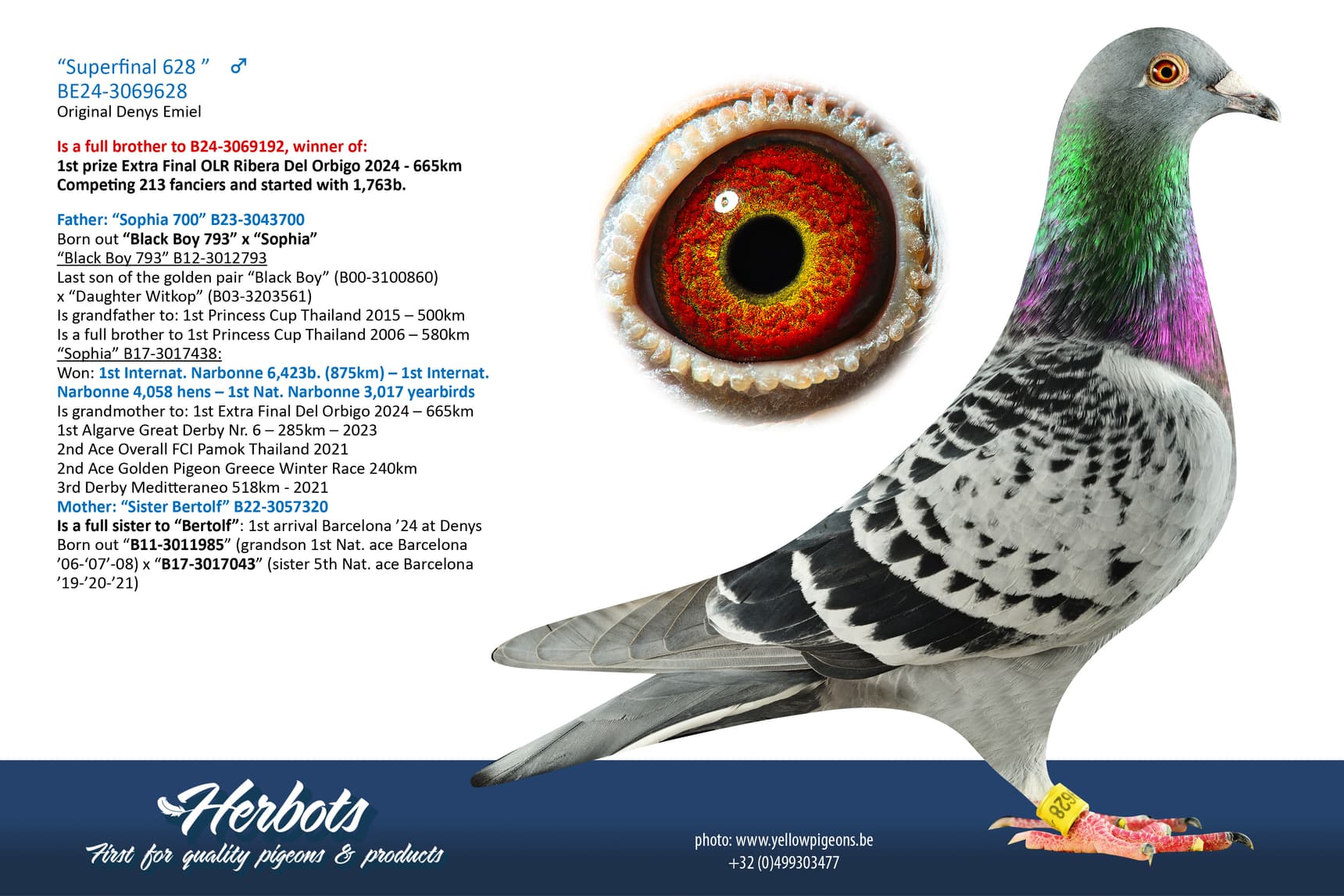 pigeon: undefined