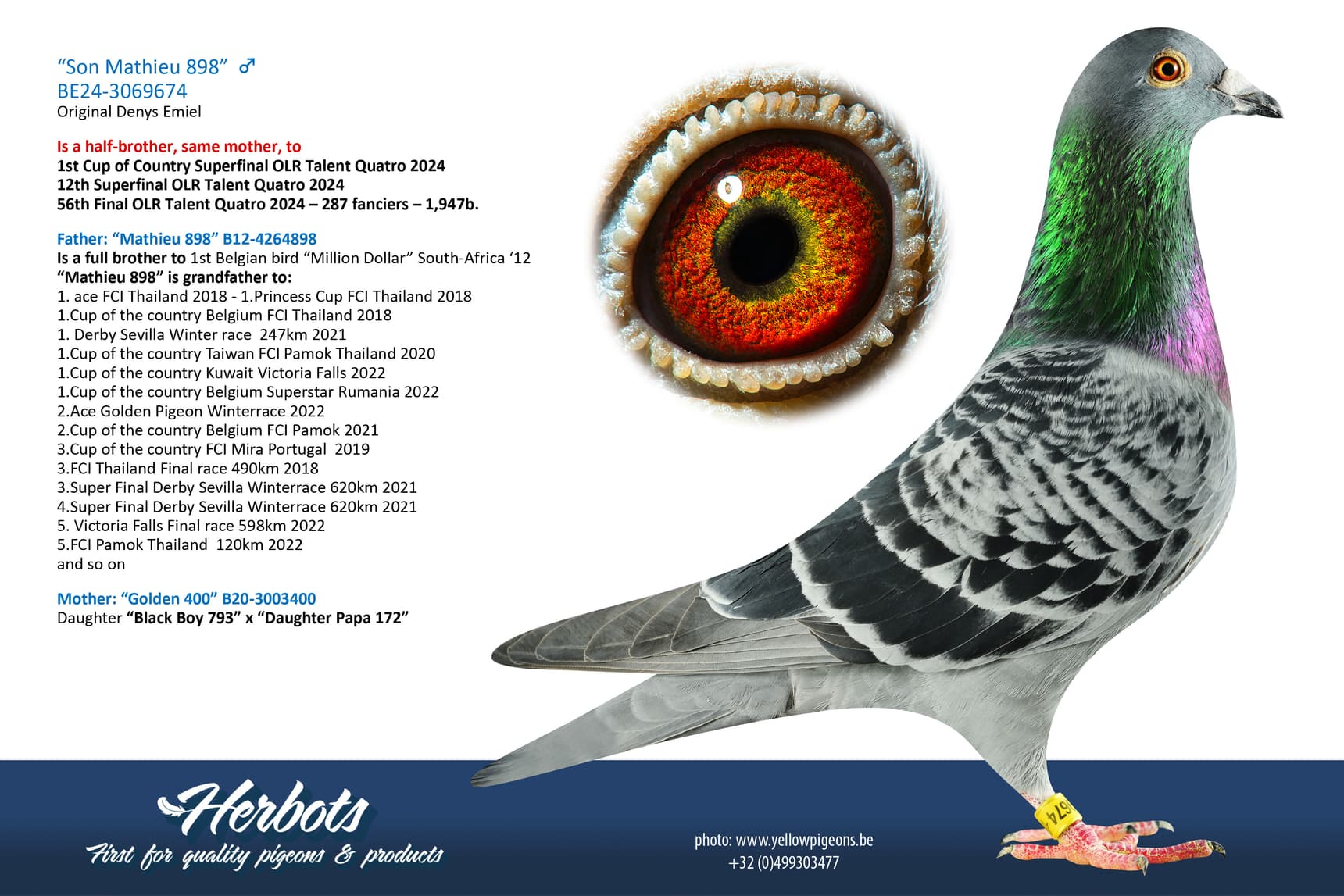 pigeon: undefined
