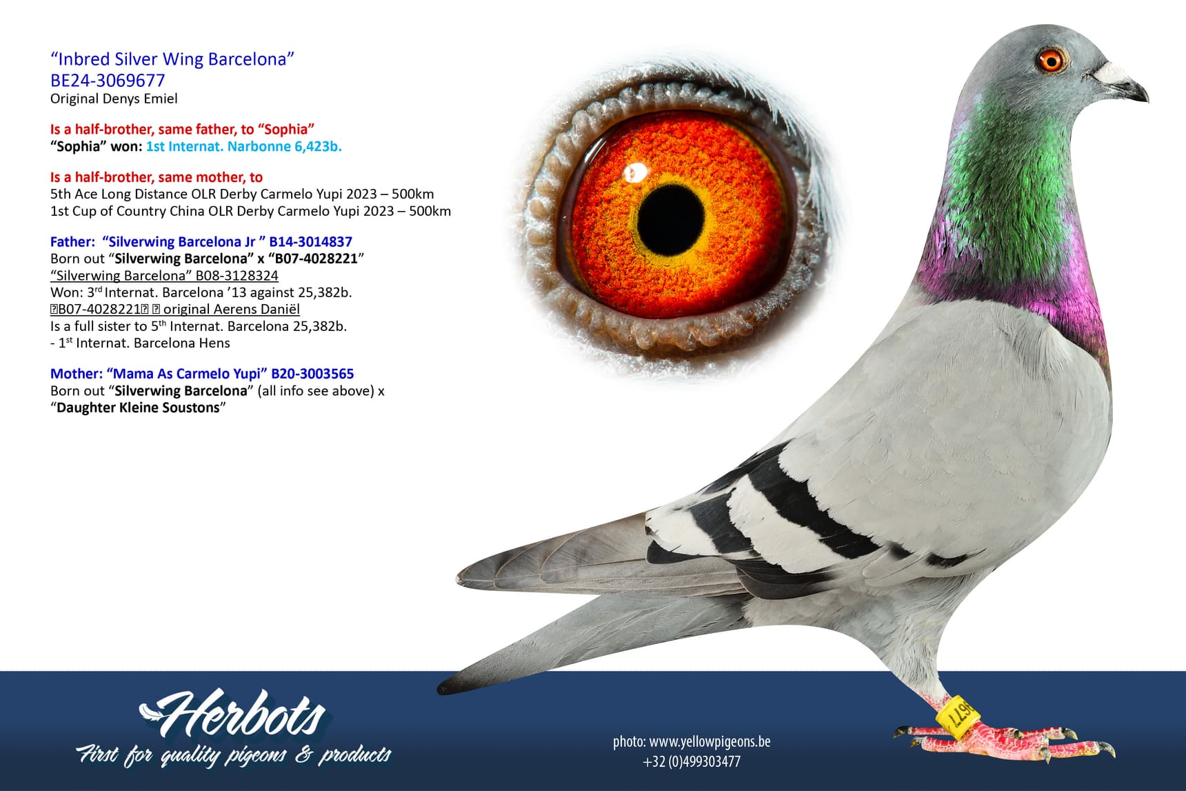 pigeon: undefined