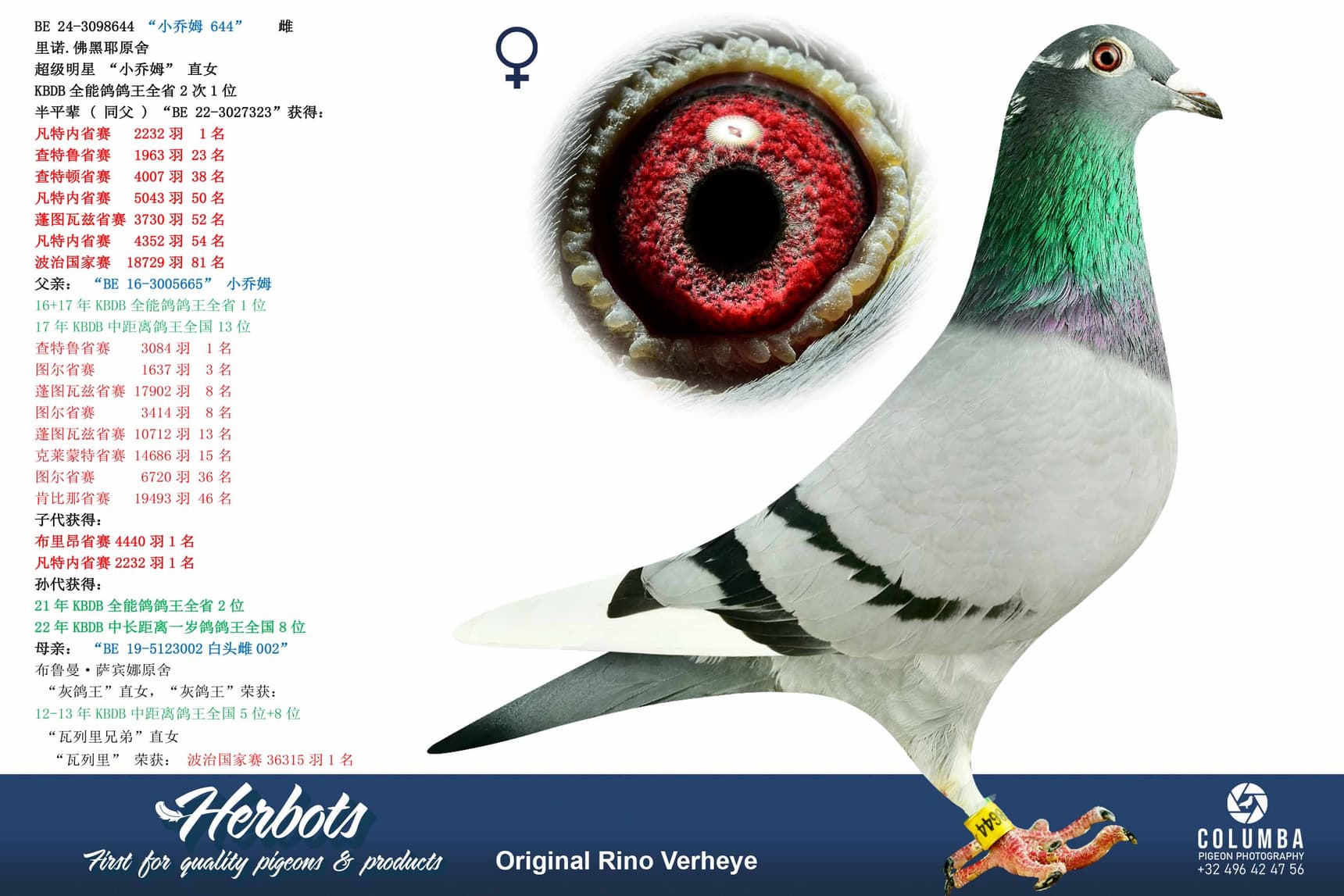 pigeon: undefined