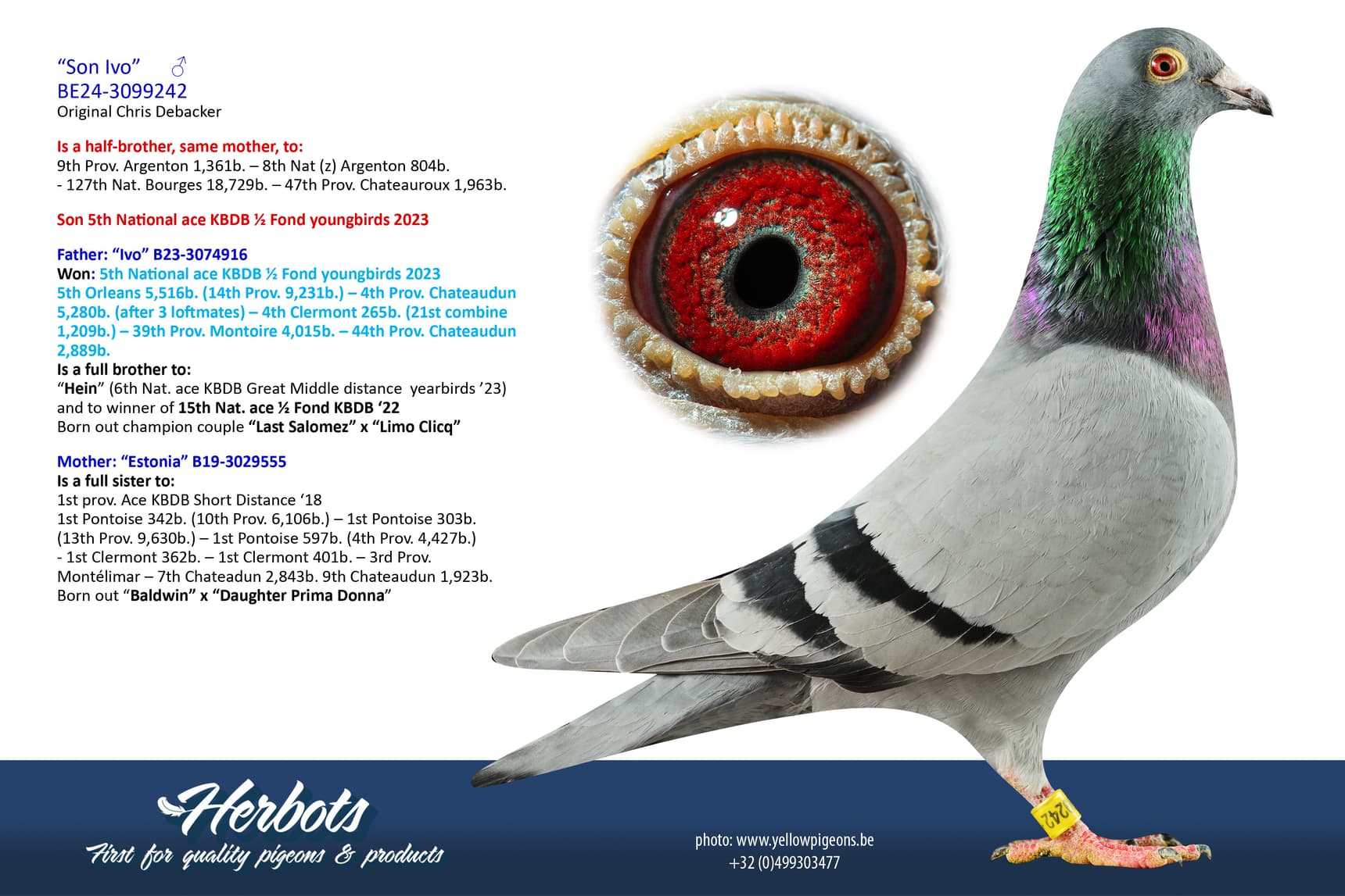 pigeon: undefined