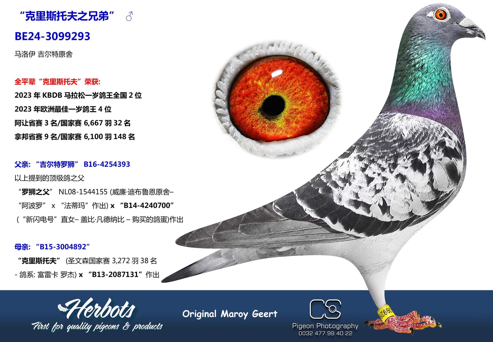 pigeon: undefined