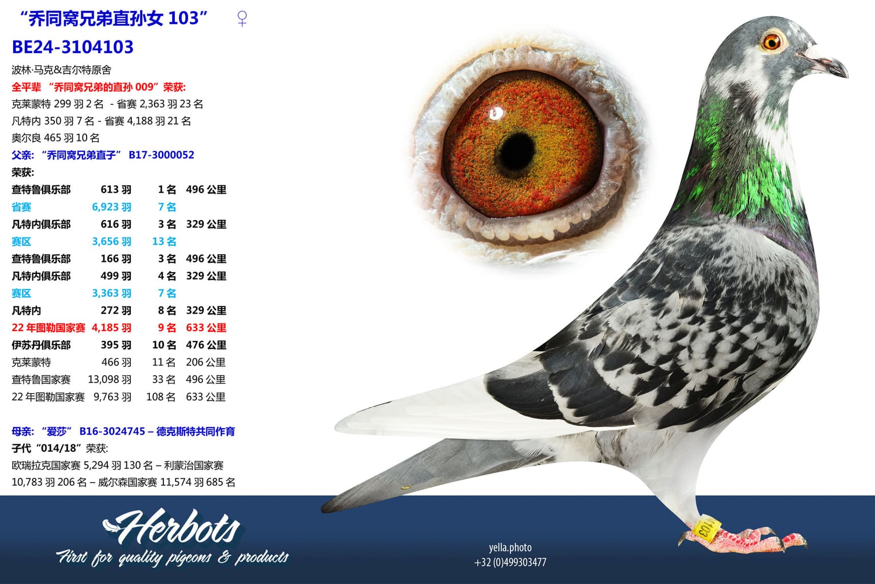 pigeon: undefined