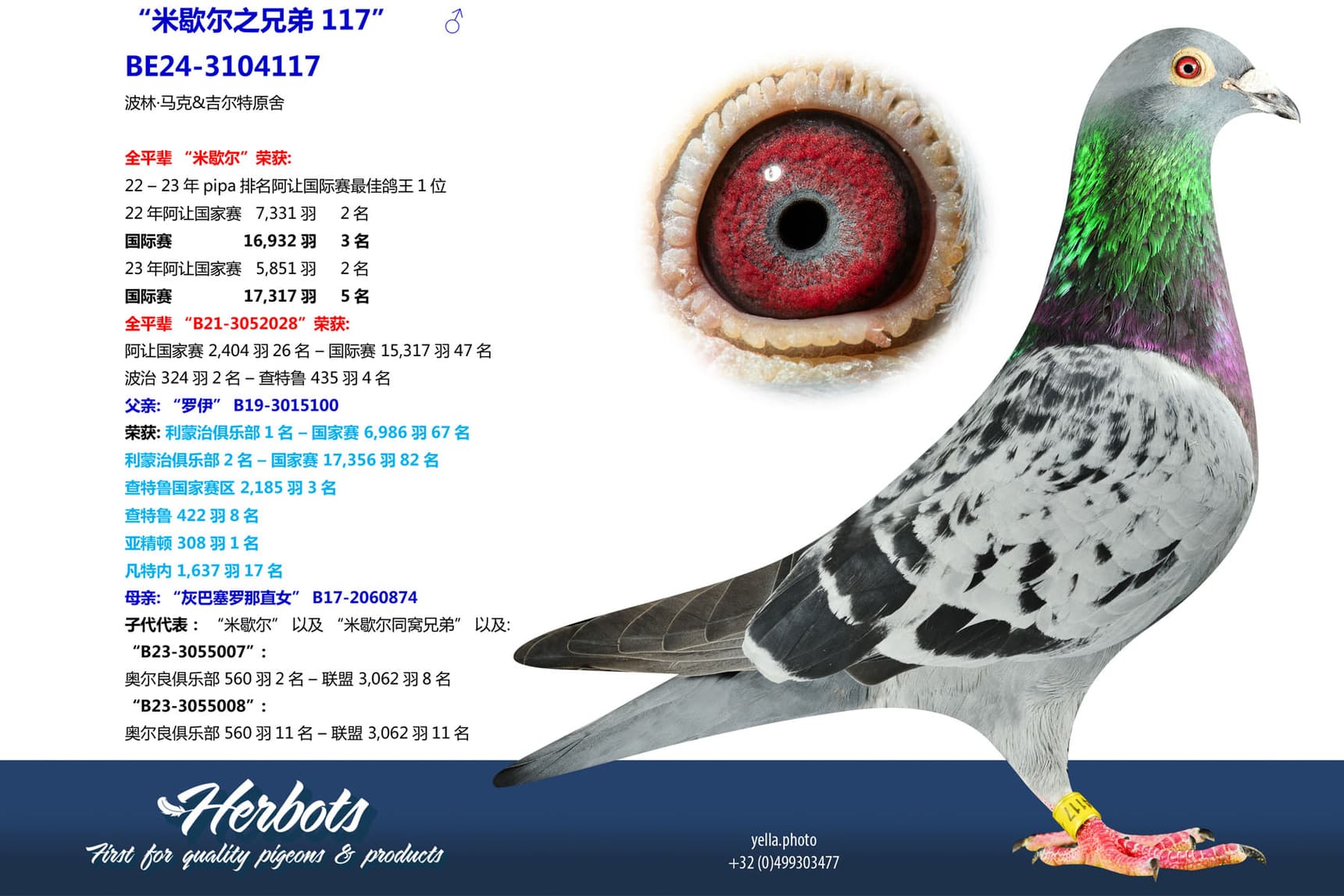 pigeon: undefined