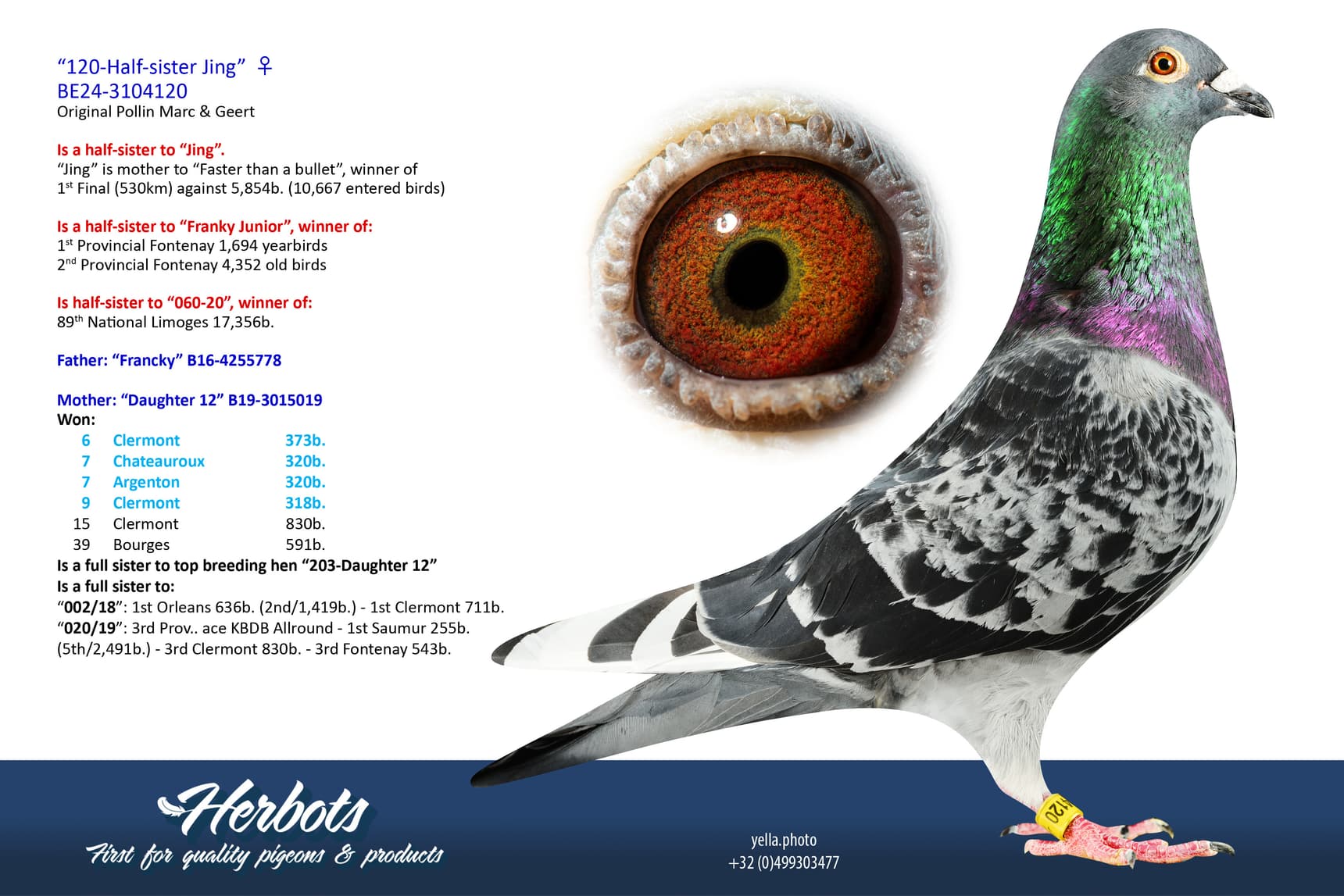 pigeon: undefined