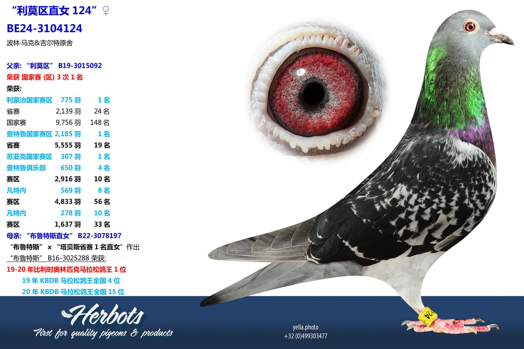 pigeon: undefined