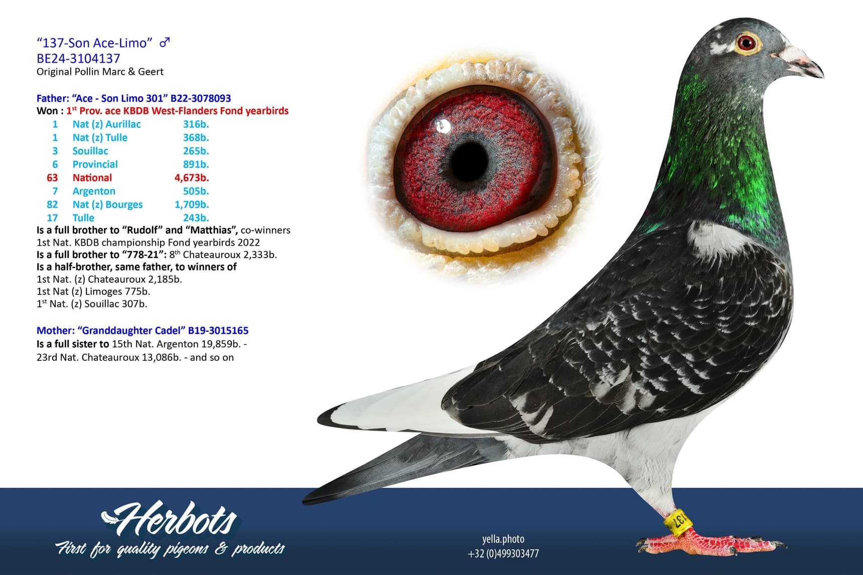 pigeon: undefined