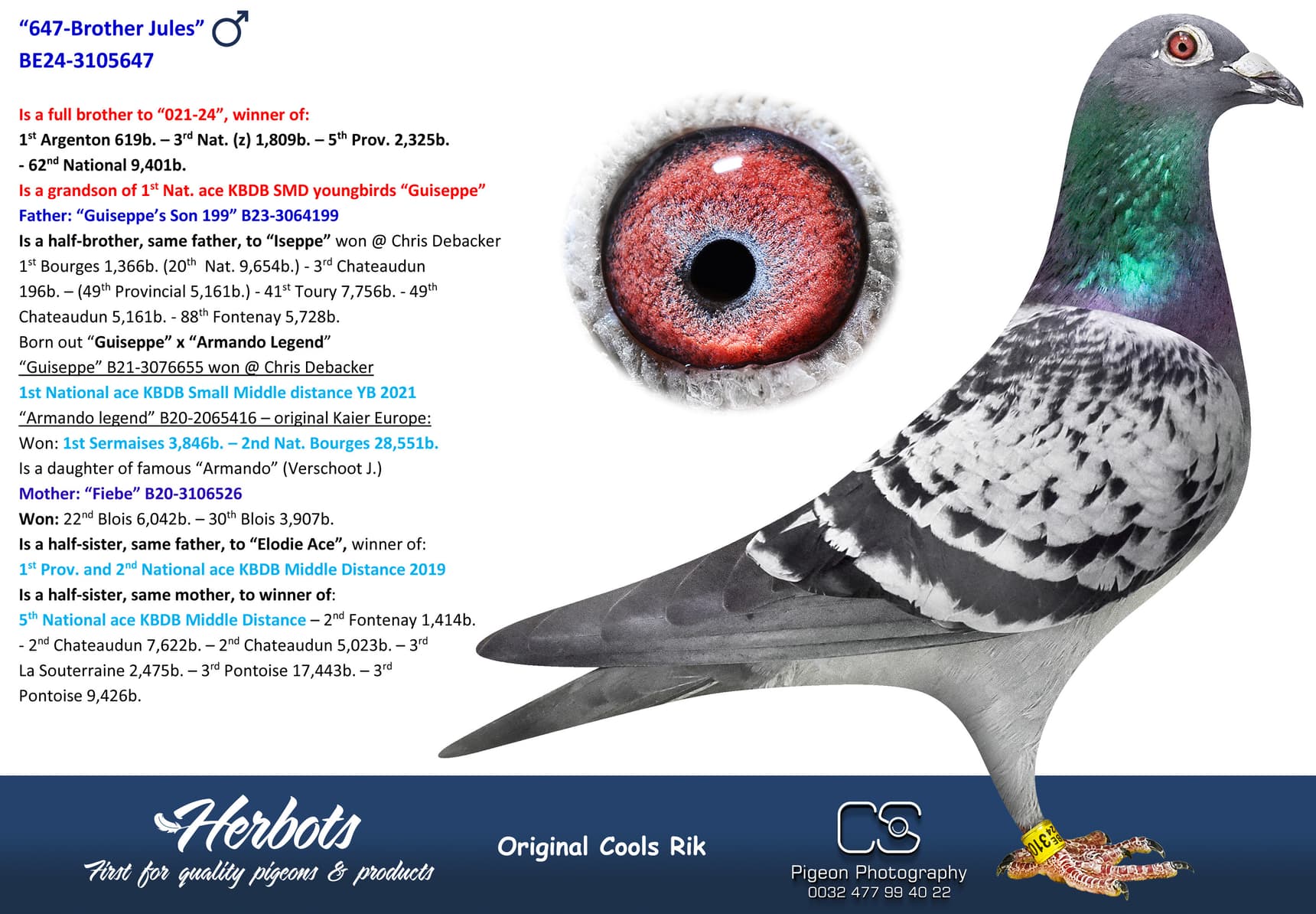 pigeon: undefined