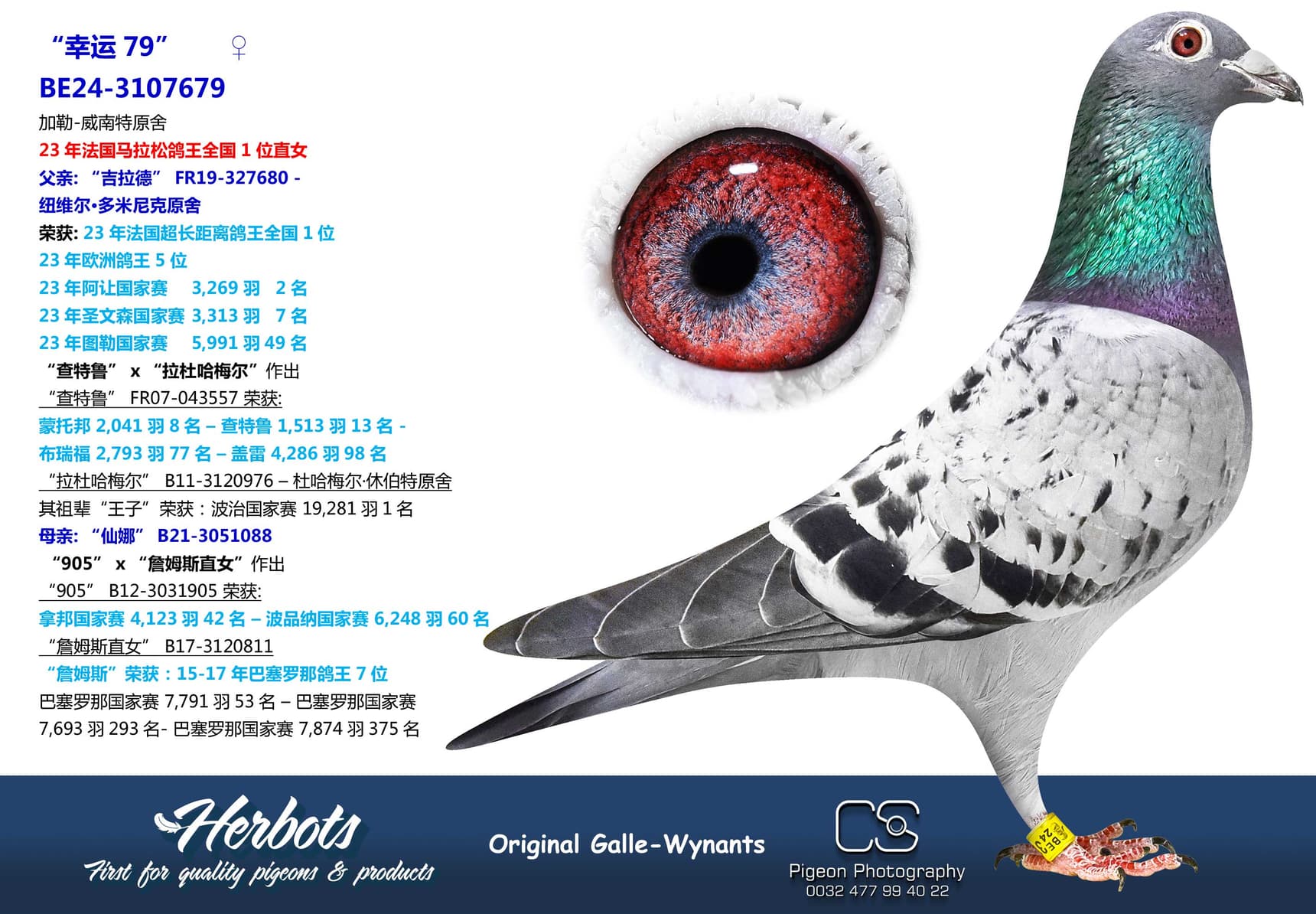 pigeon: undefined