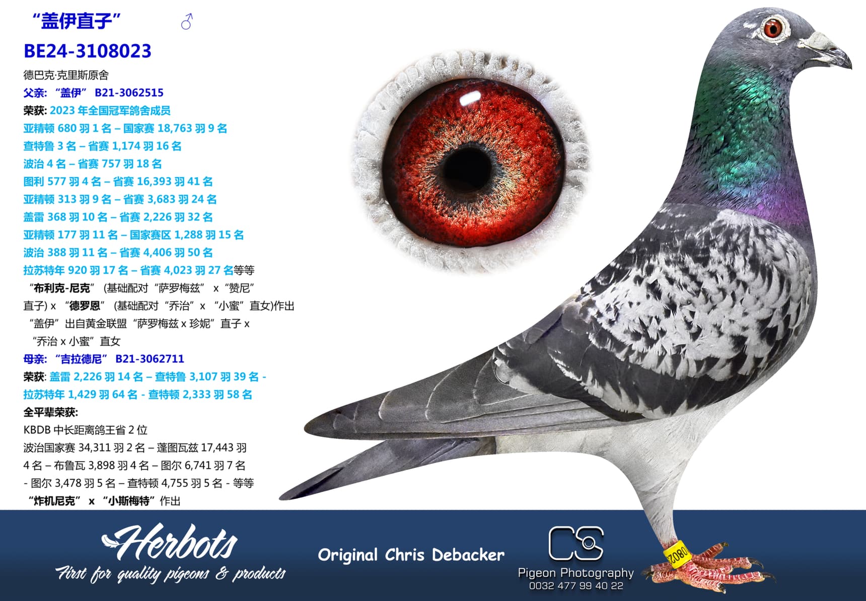 pigeon: undefined