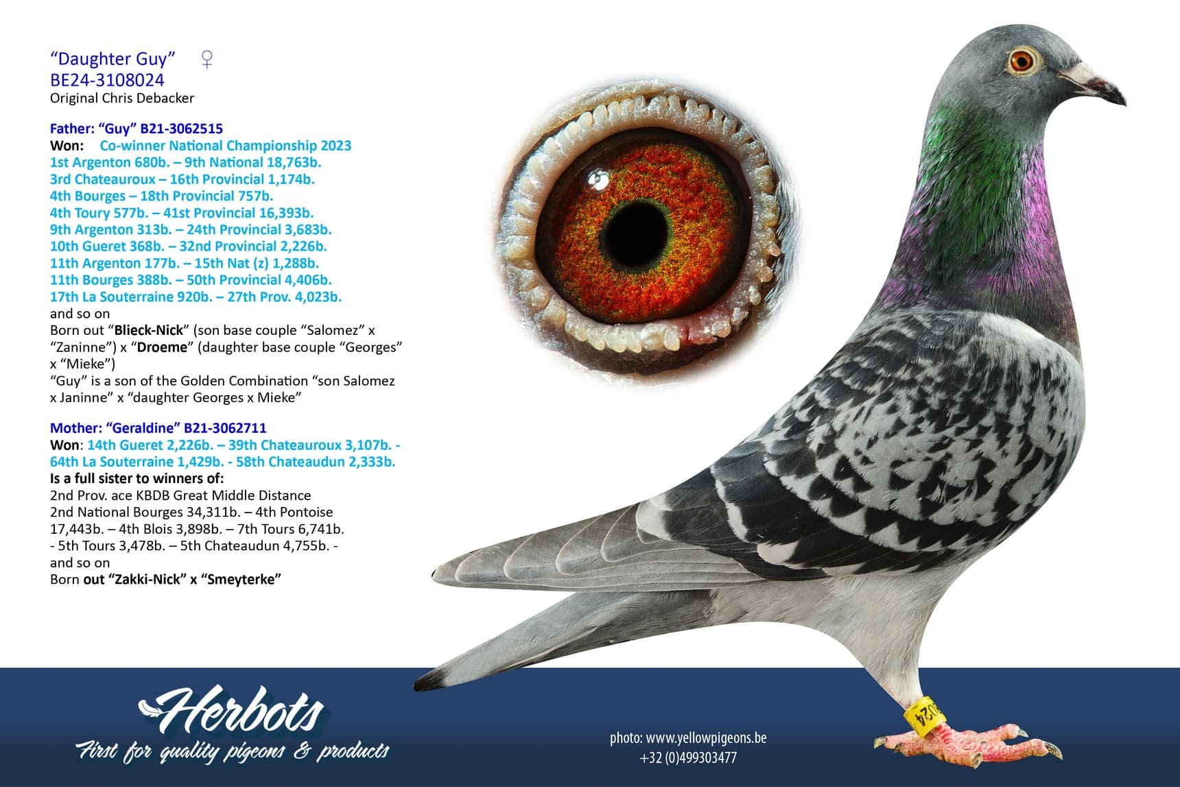 pigeon: undefined