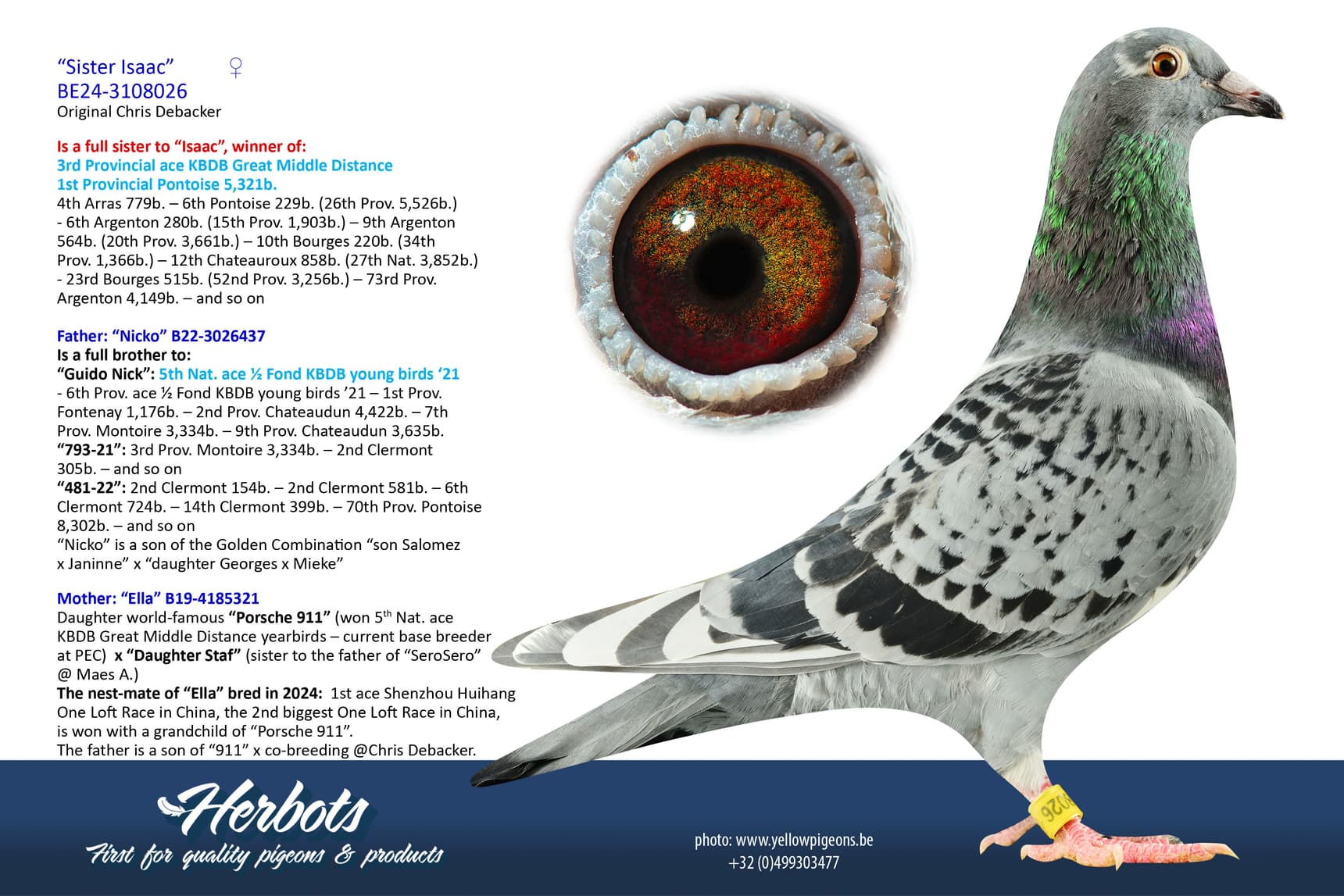pigeon: undefined