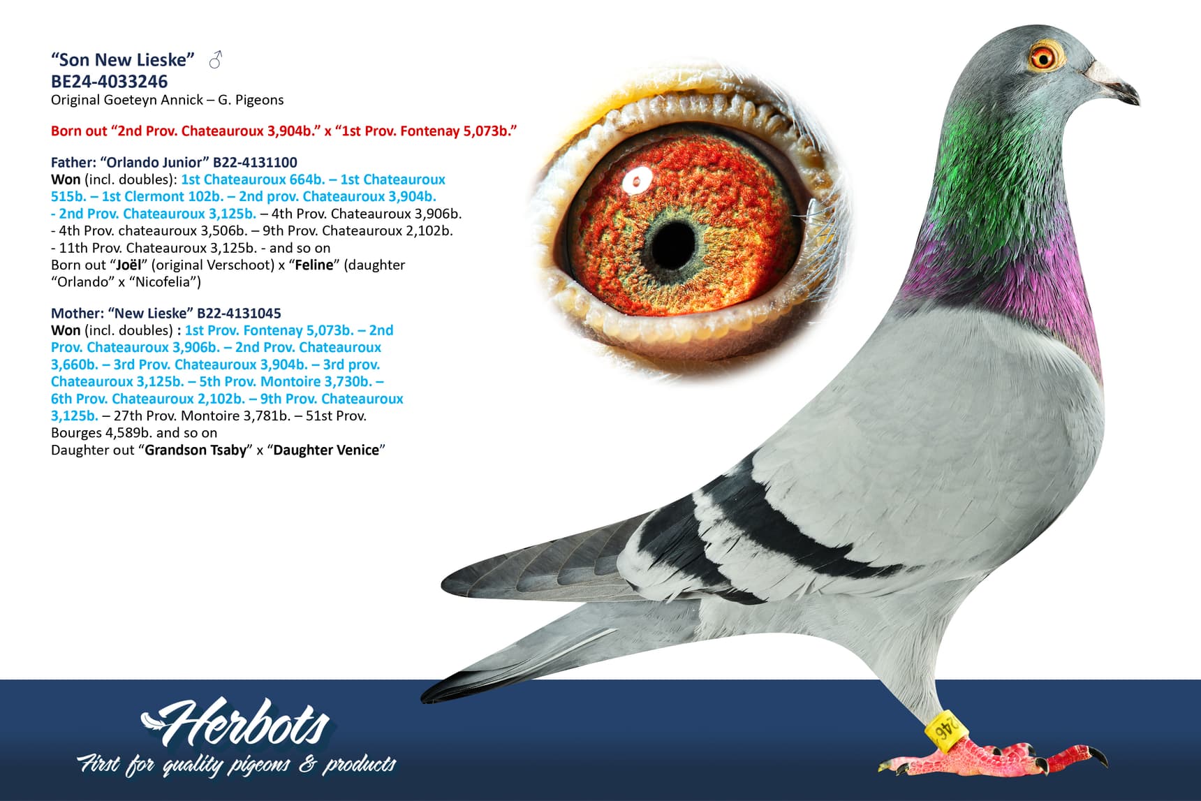 pigeon: undefined