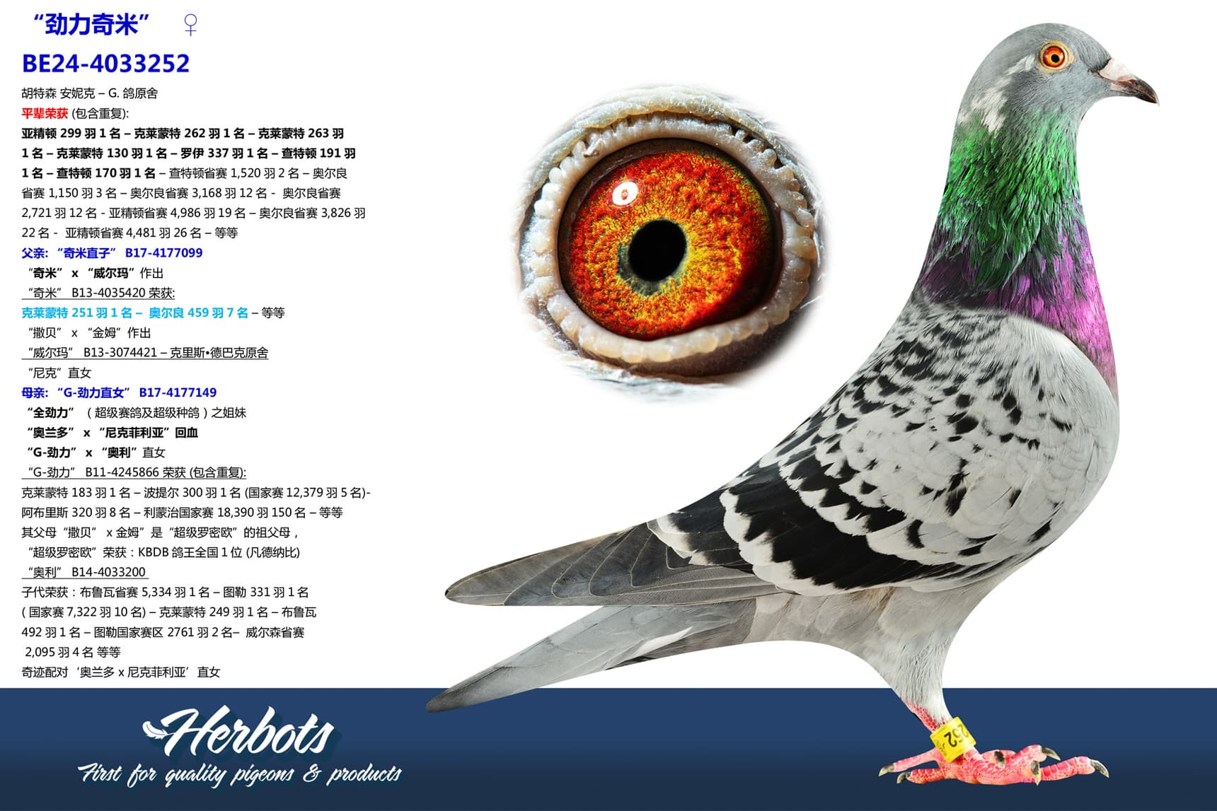 pigeon: undefined