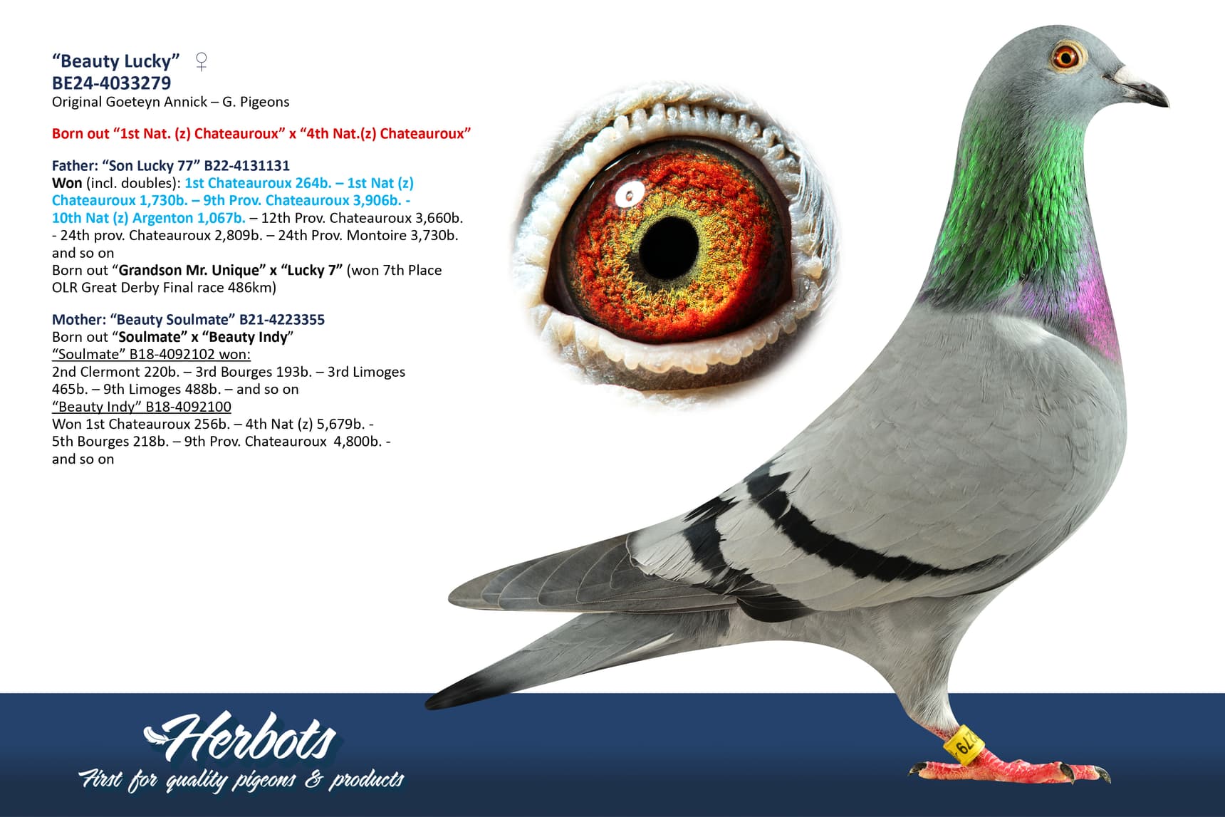 pigeon: undefined