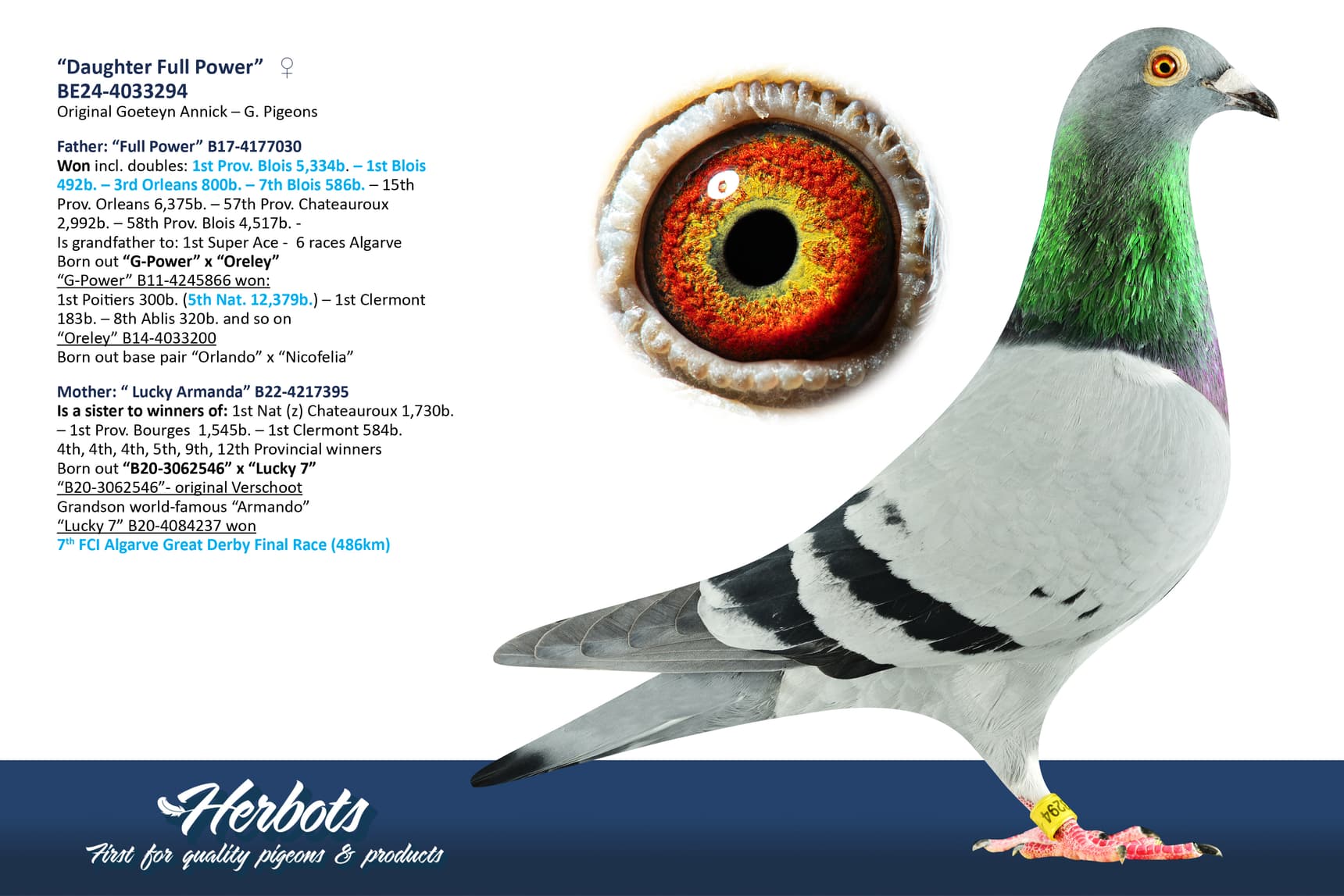 pigeon: undefined