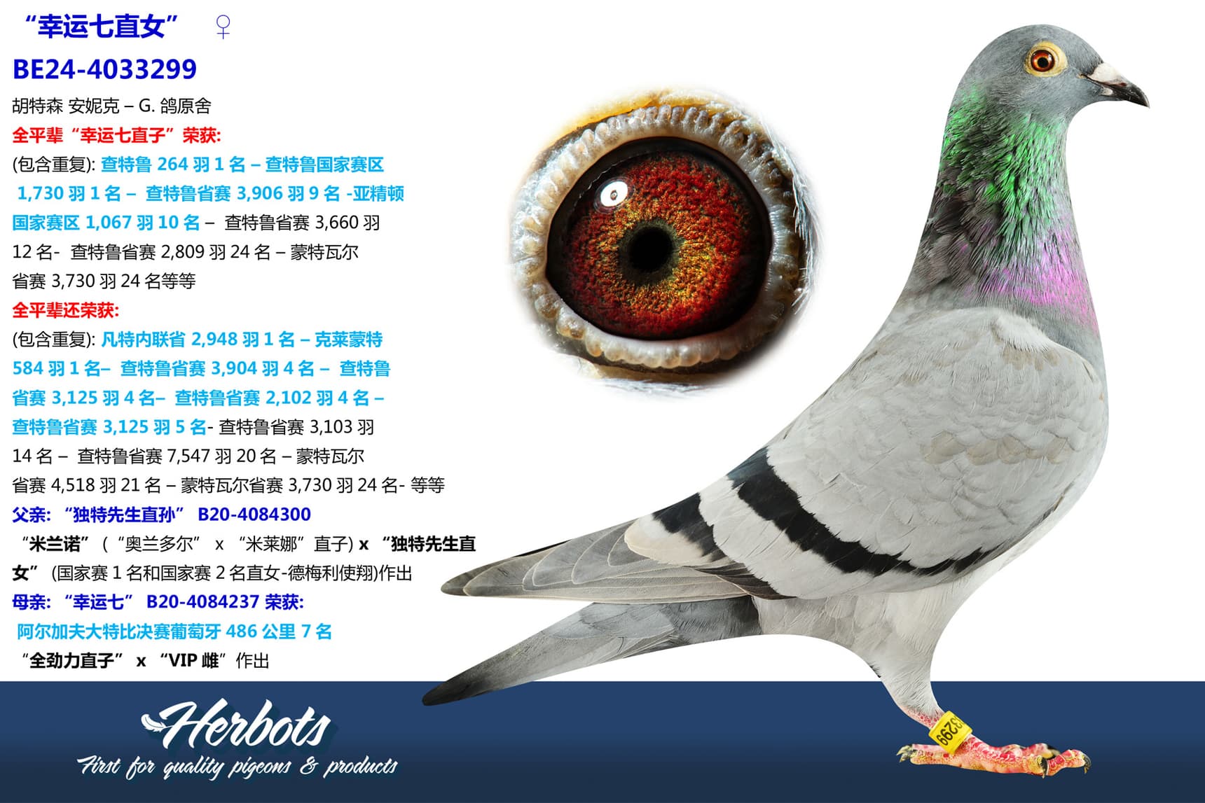 pigeon: undefined