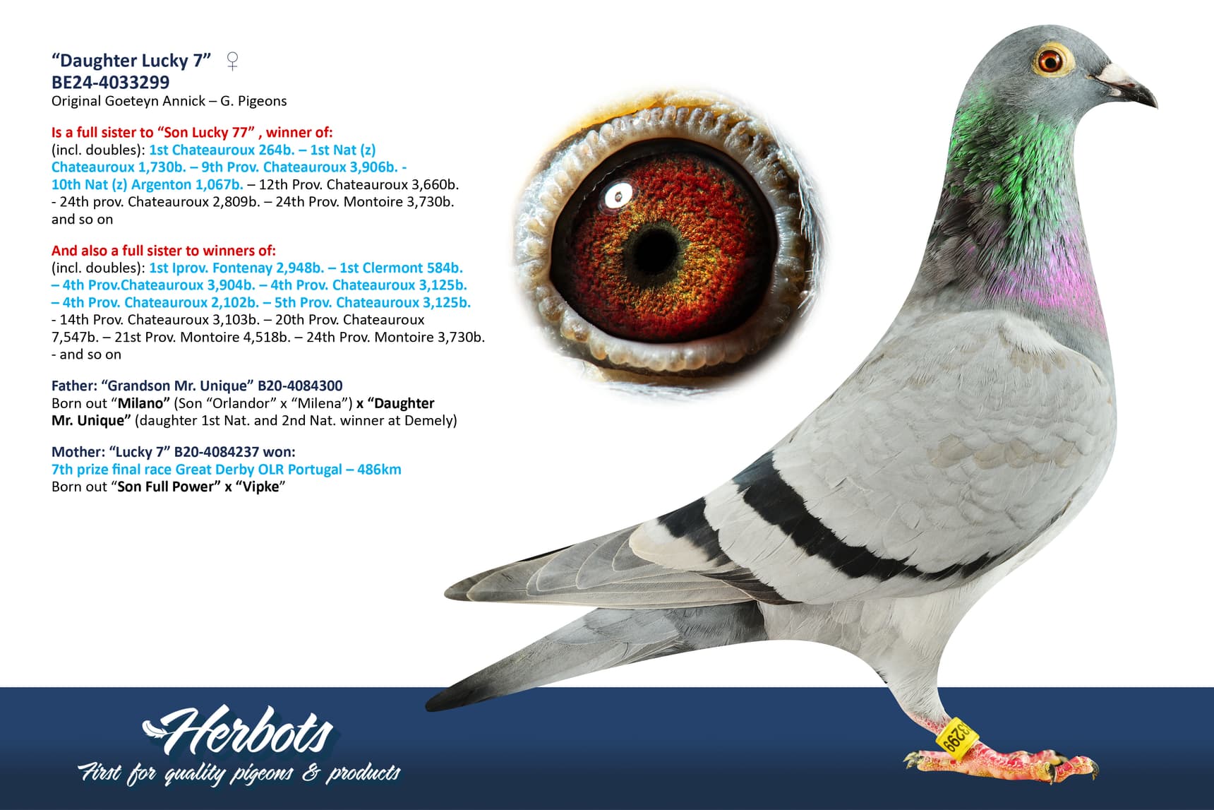 pigeon: undefined