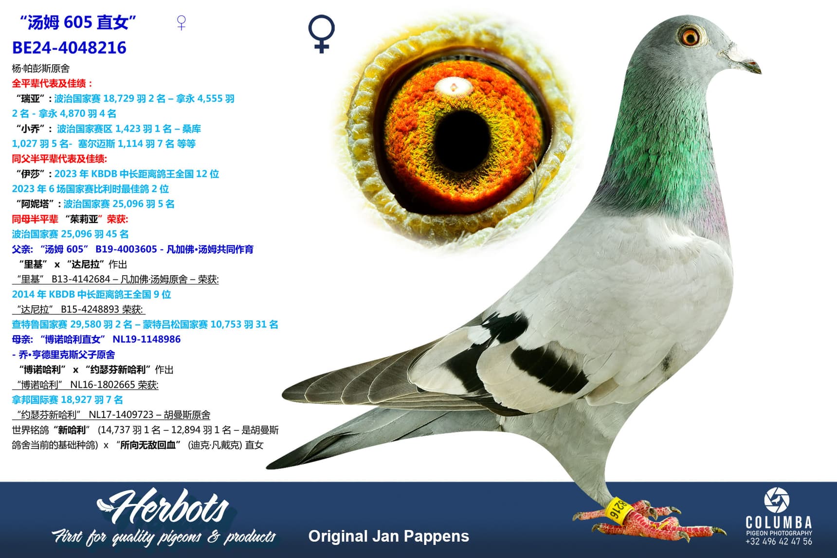 pigeon: undefined